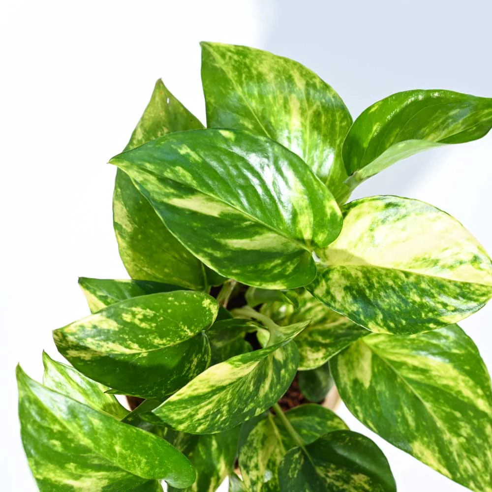 Money Plant Variegated - Image 69