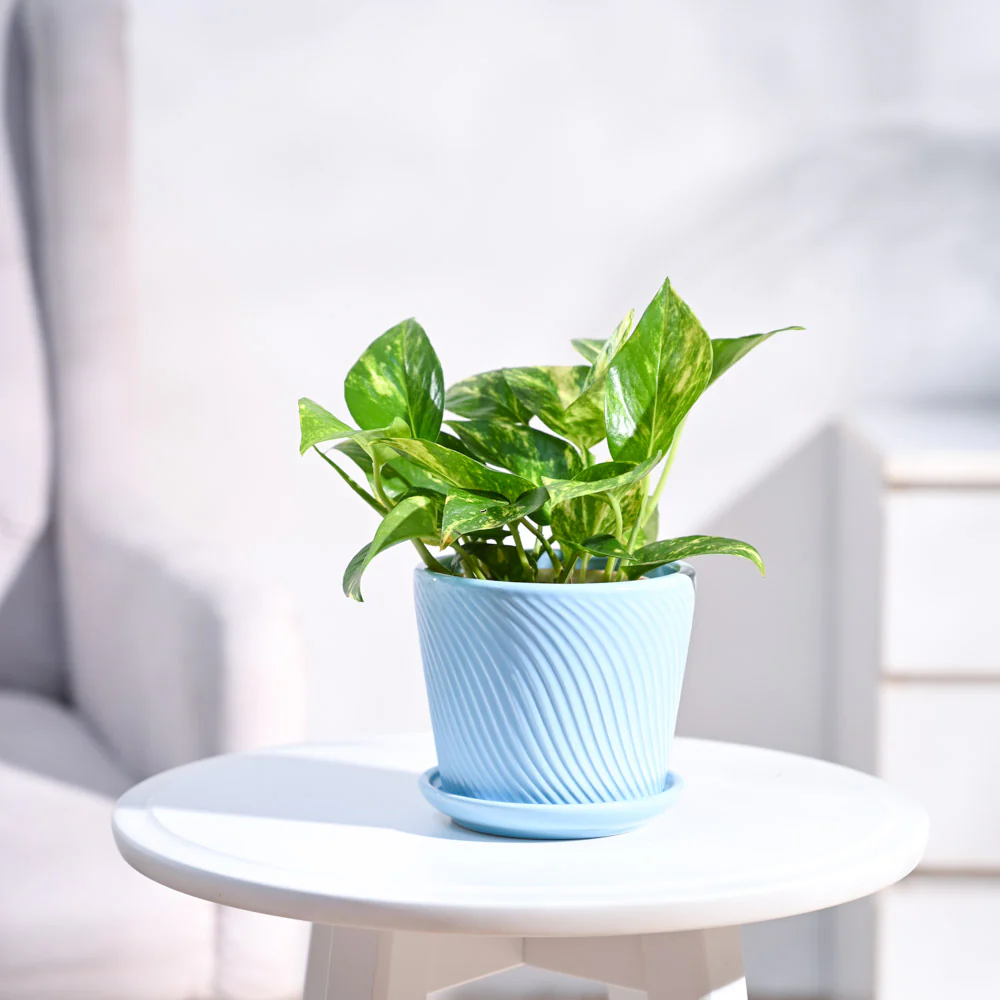 Money Plant Variegated - Image 73