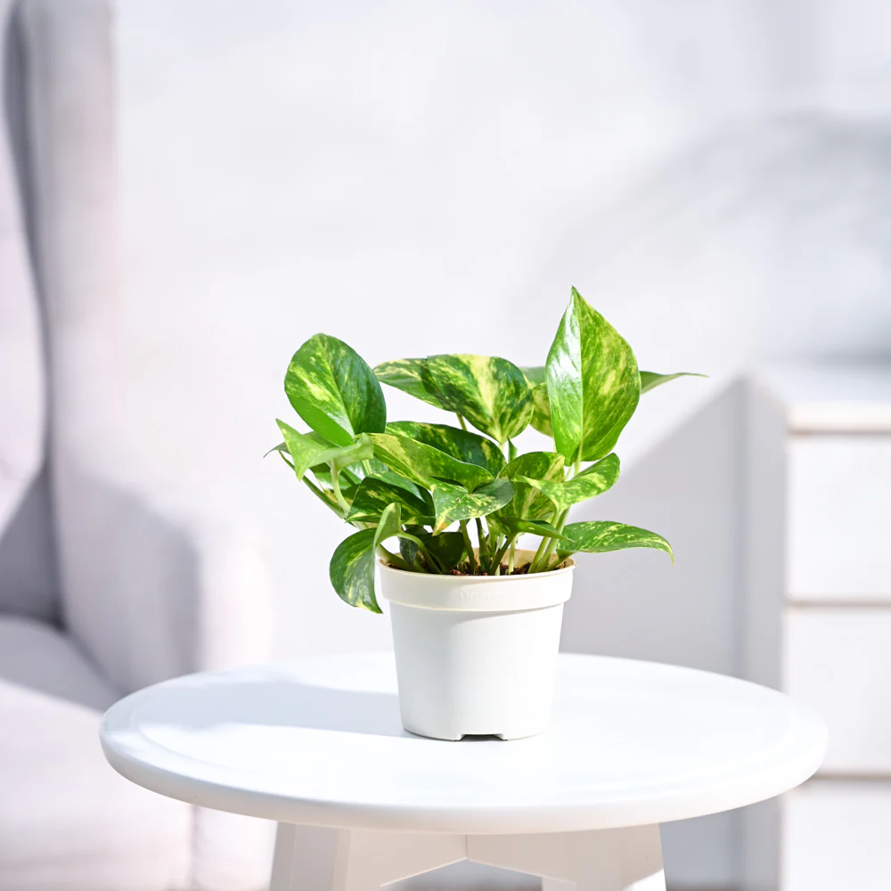 Money Plant Variegated - Image 8
