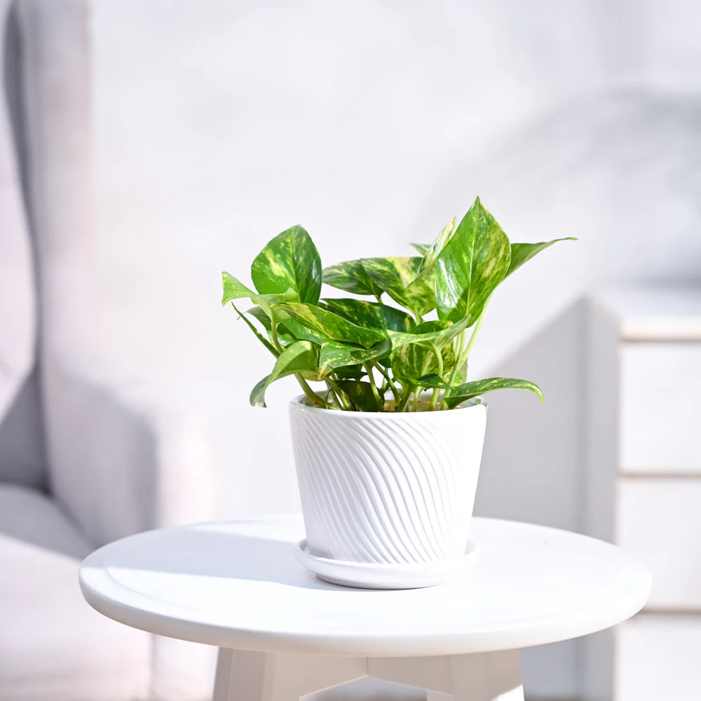 Money Plant Variegated - Image 86