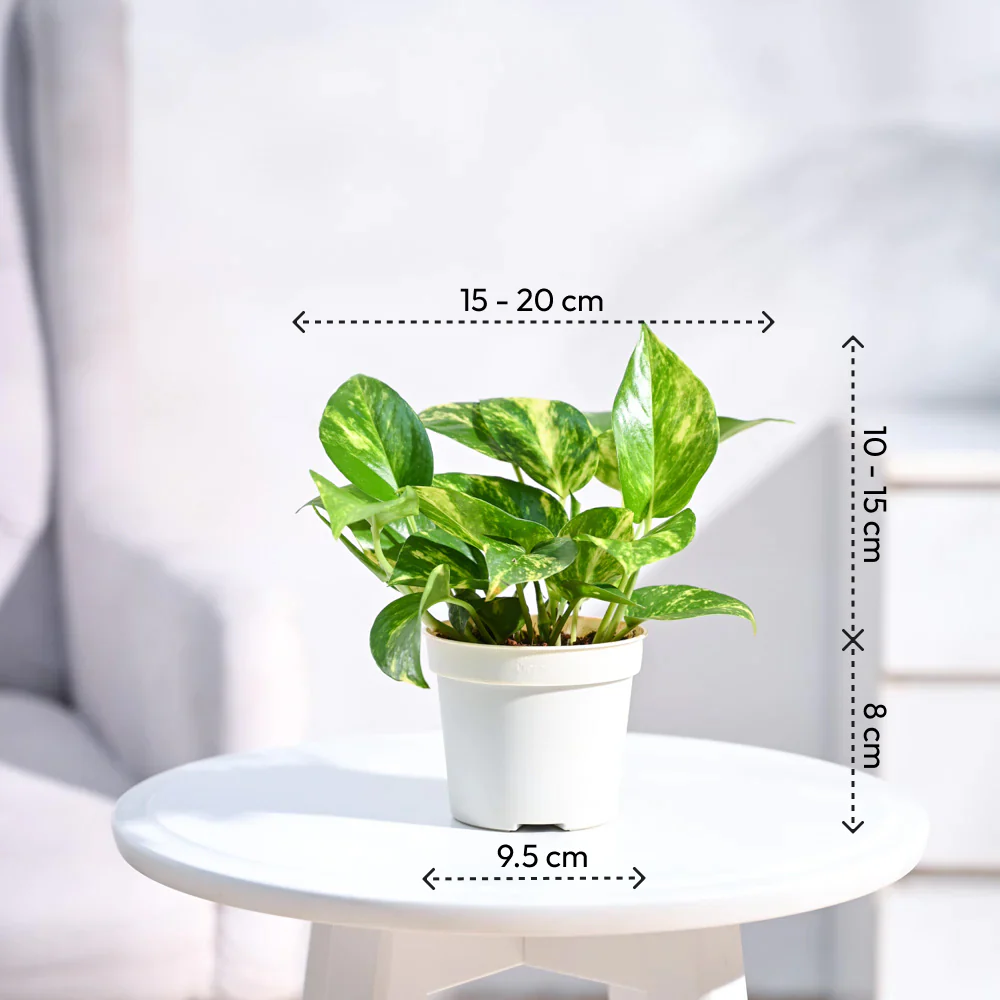 Money Plant Variegated - Image 89