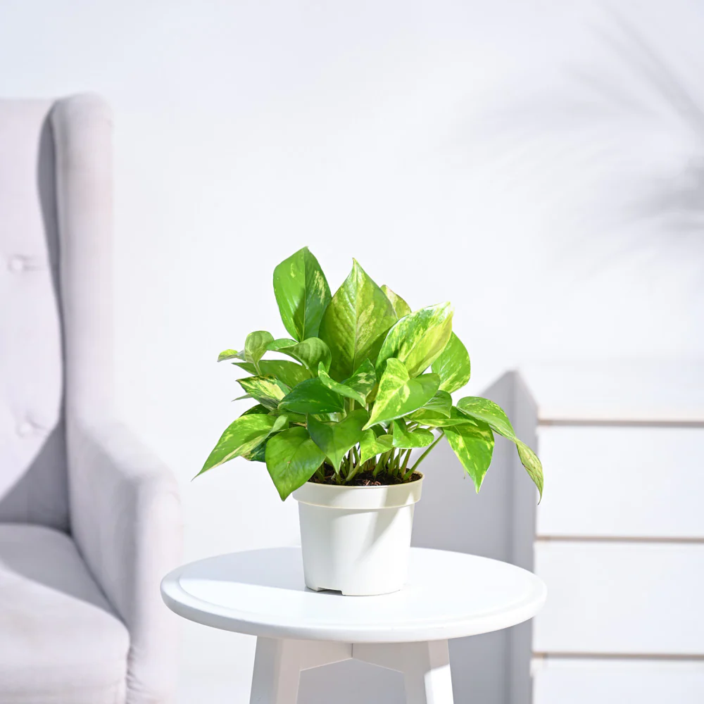 Money Plant Variegated - Image 90