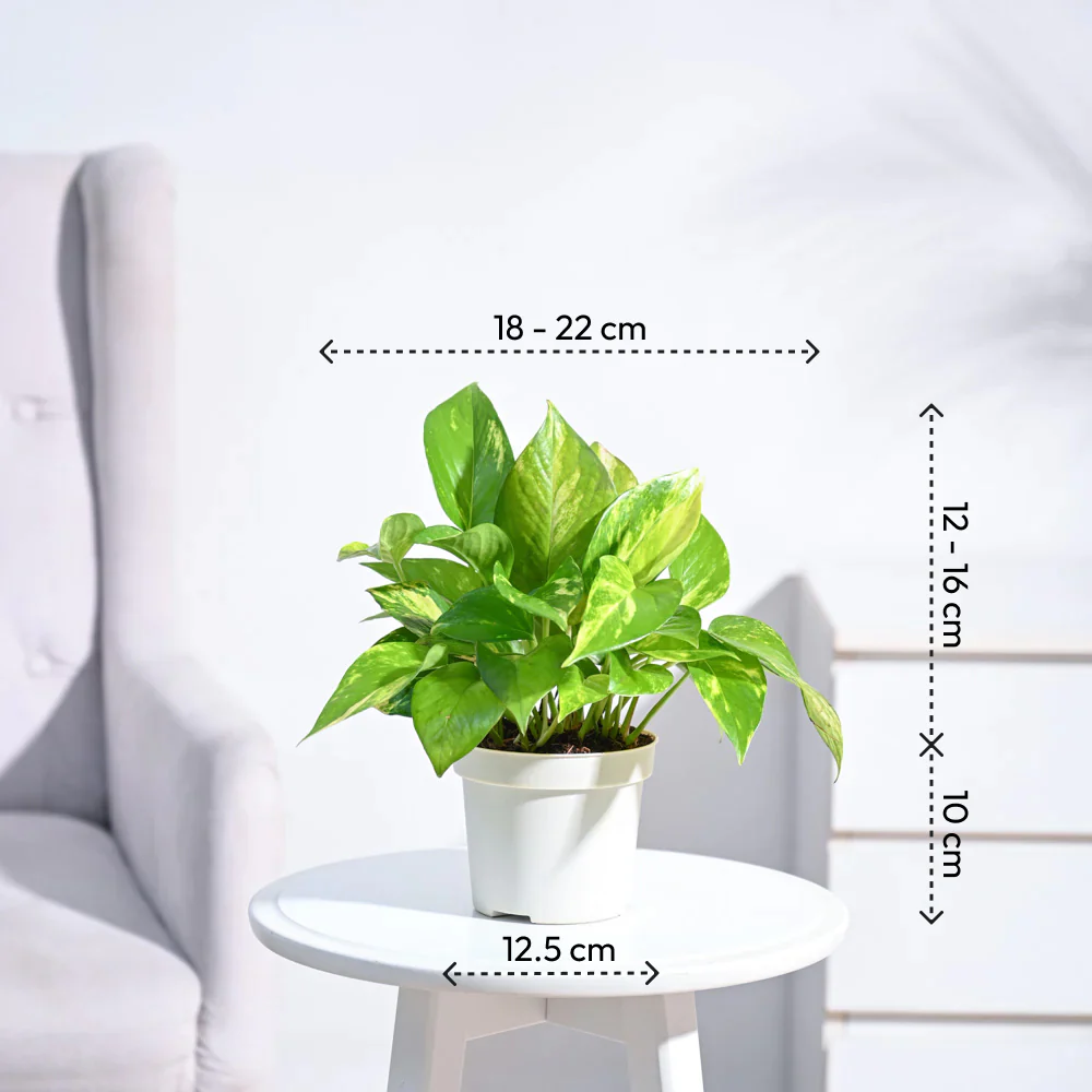Money Plant Variegated - Image 92