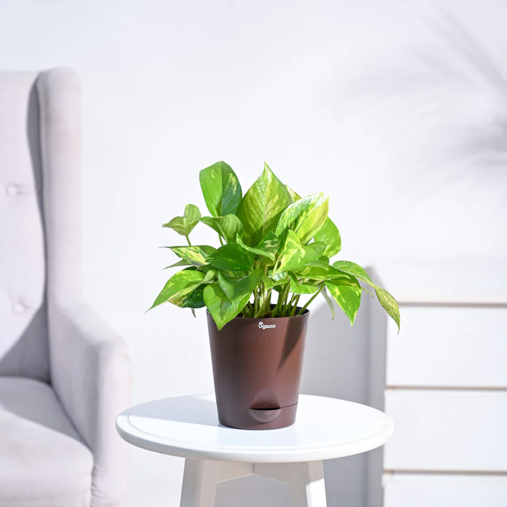 Money Plant Variegated - Image 95