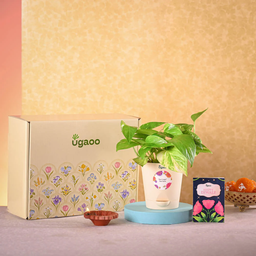 Money plant variegated and Epiphany Snacks Diwali Gift Hamper - Image 2