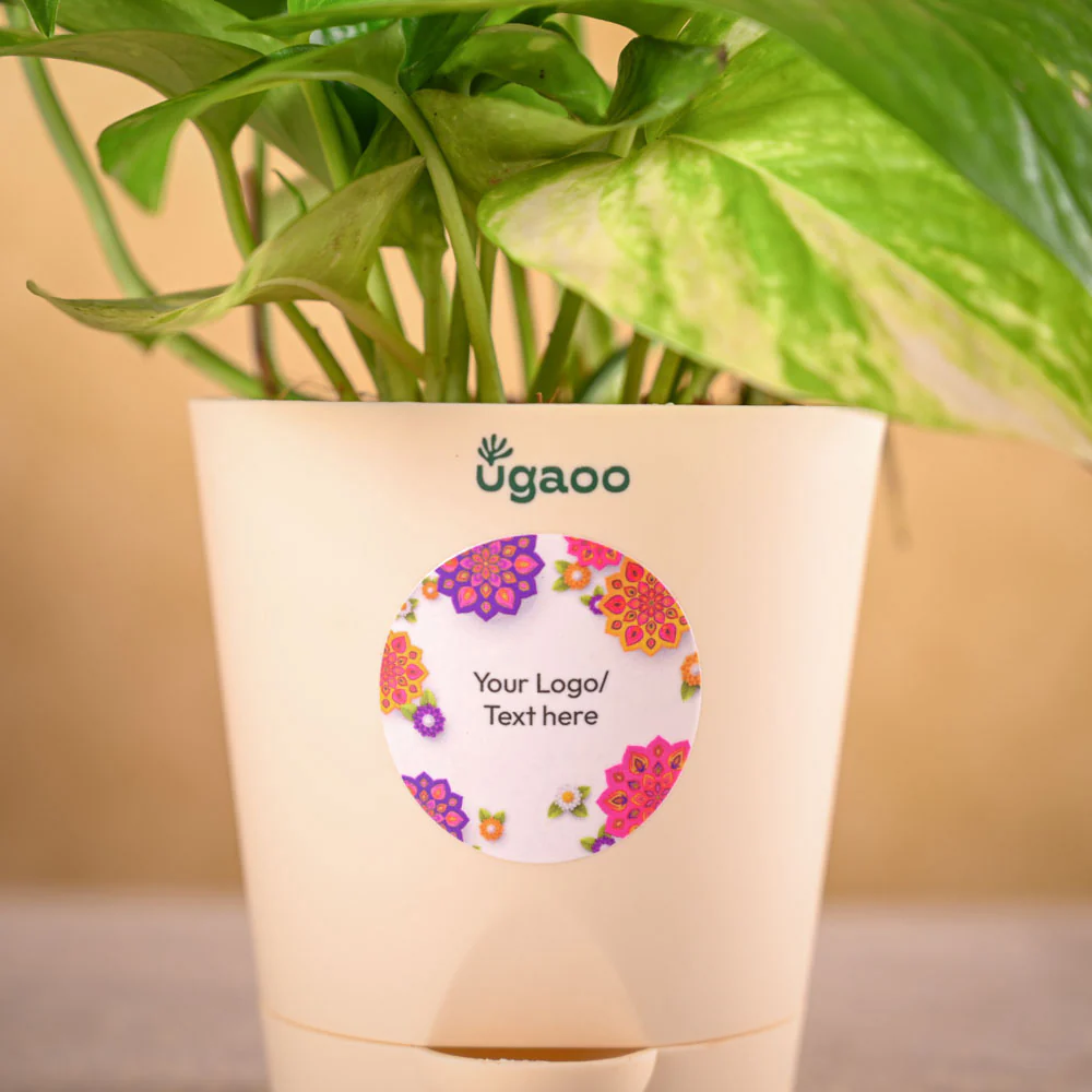 Money plant variegated and Epiphany Snacks Diwali Gift Hamper - Image 3