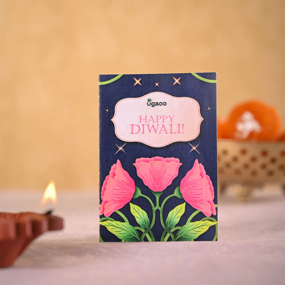 Money plant variegated and Epiphany Snacks Diwali Gift Hamper - Image 4