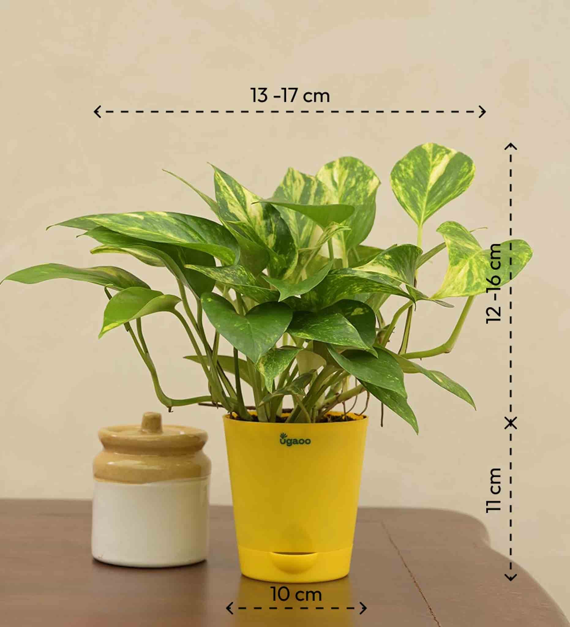 Money Plant Variegated Corporate Gift Hamper - Image 3