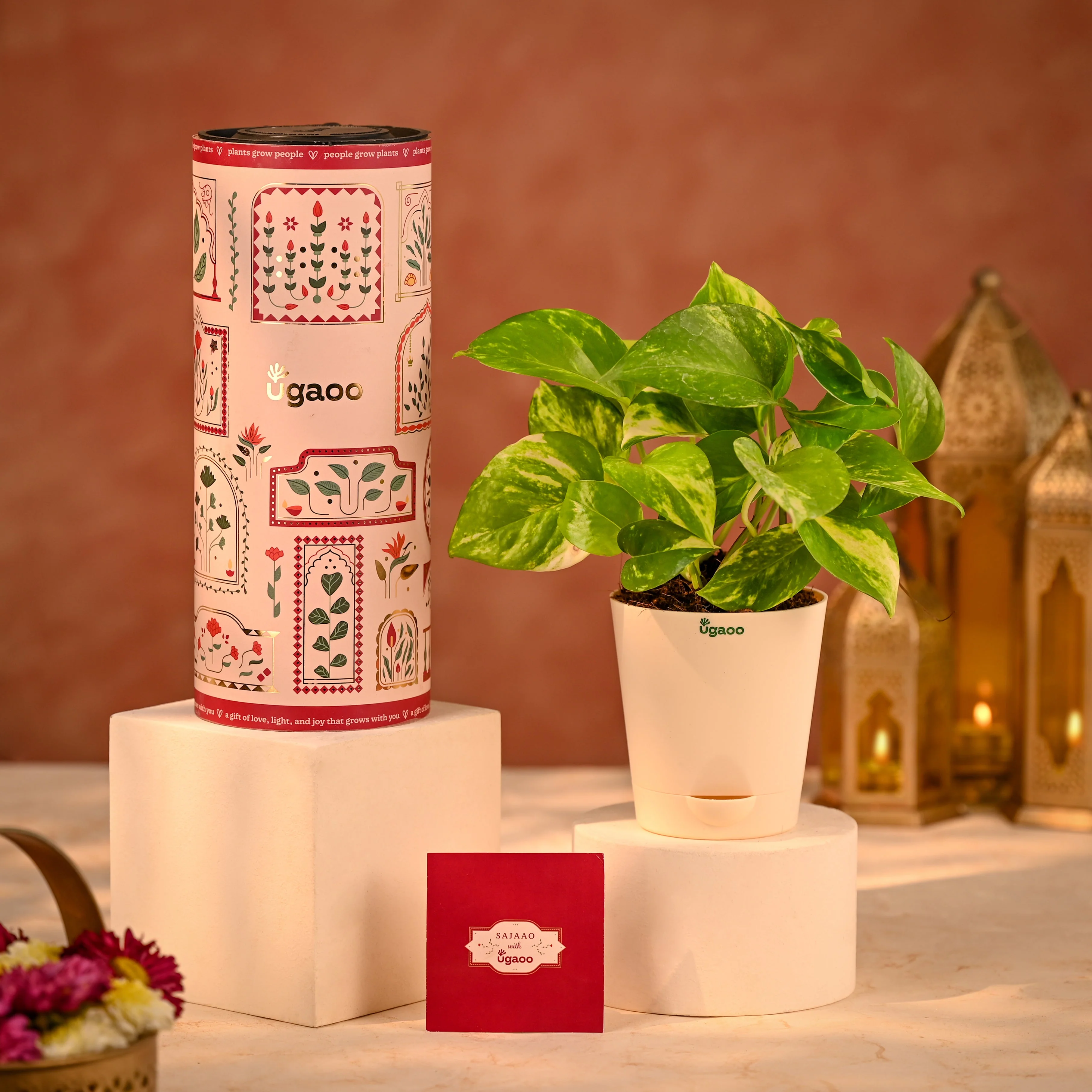 Money Plant Variegated Corporate Diwali Gift