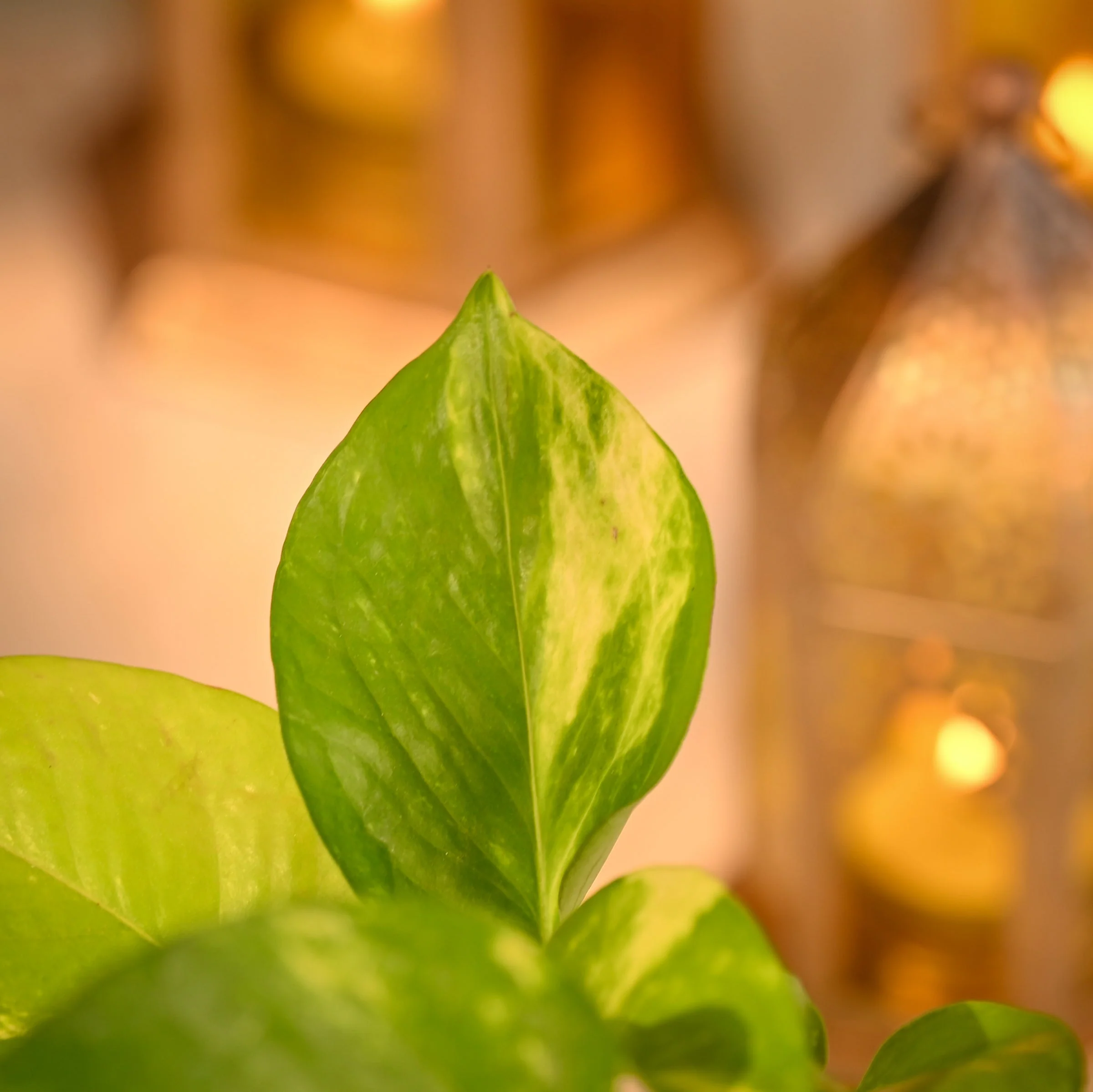 Money Plant Variegated Corporate Diwali Gift - Image 3