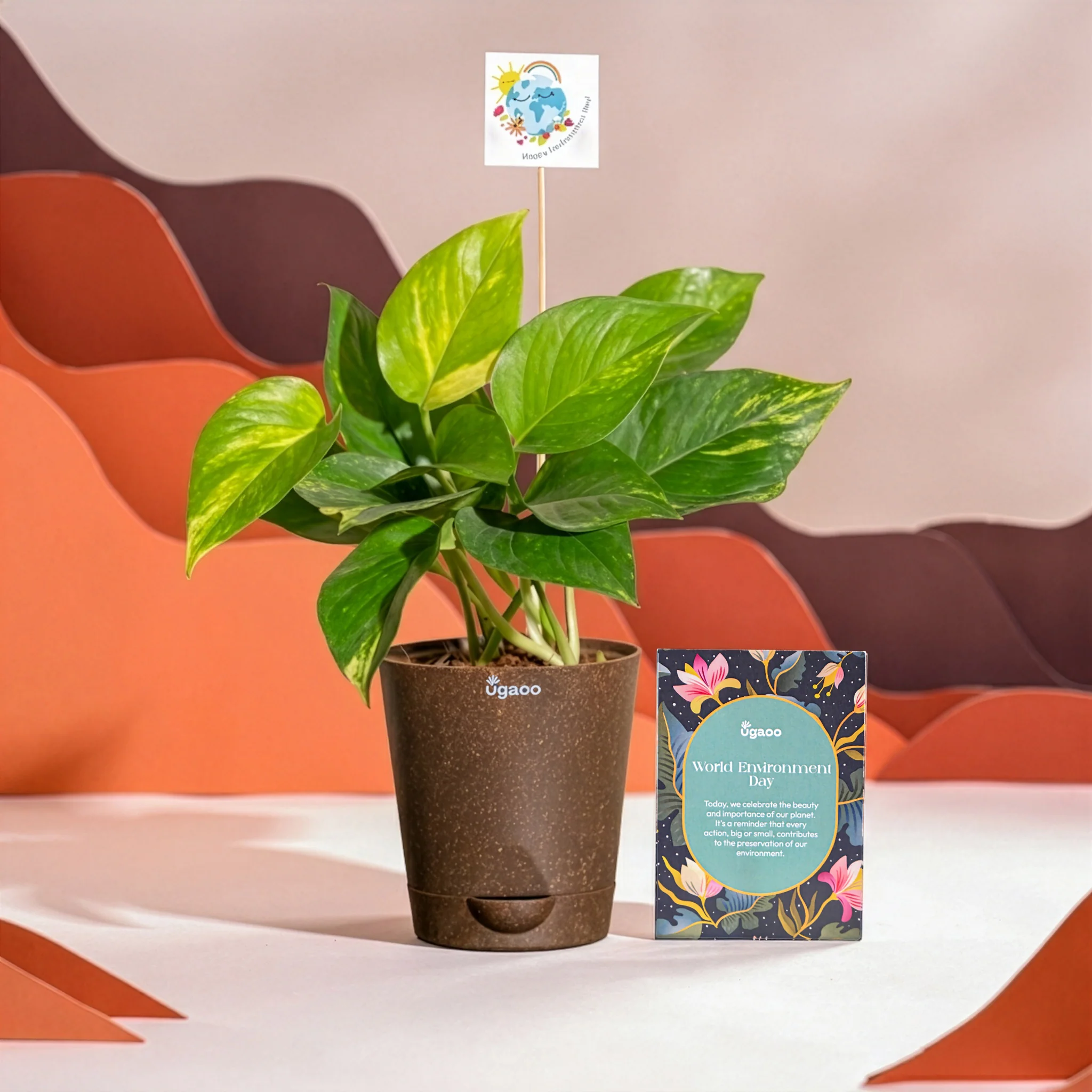 Money Plant Variegated For Environment Day Gifting