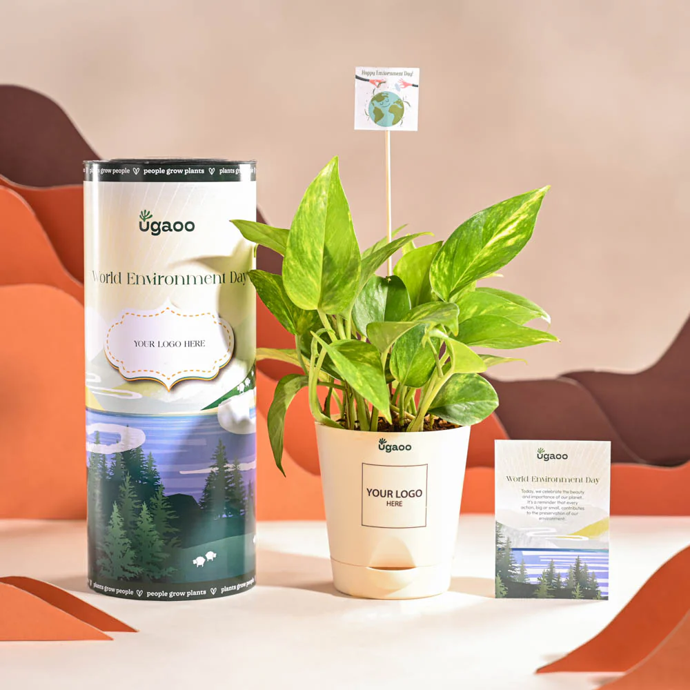 Money Plant Variegated For Environment Day Gifting - Image 2