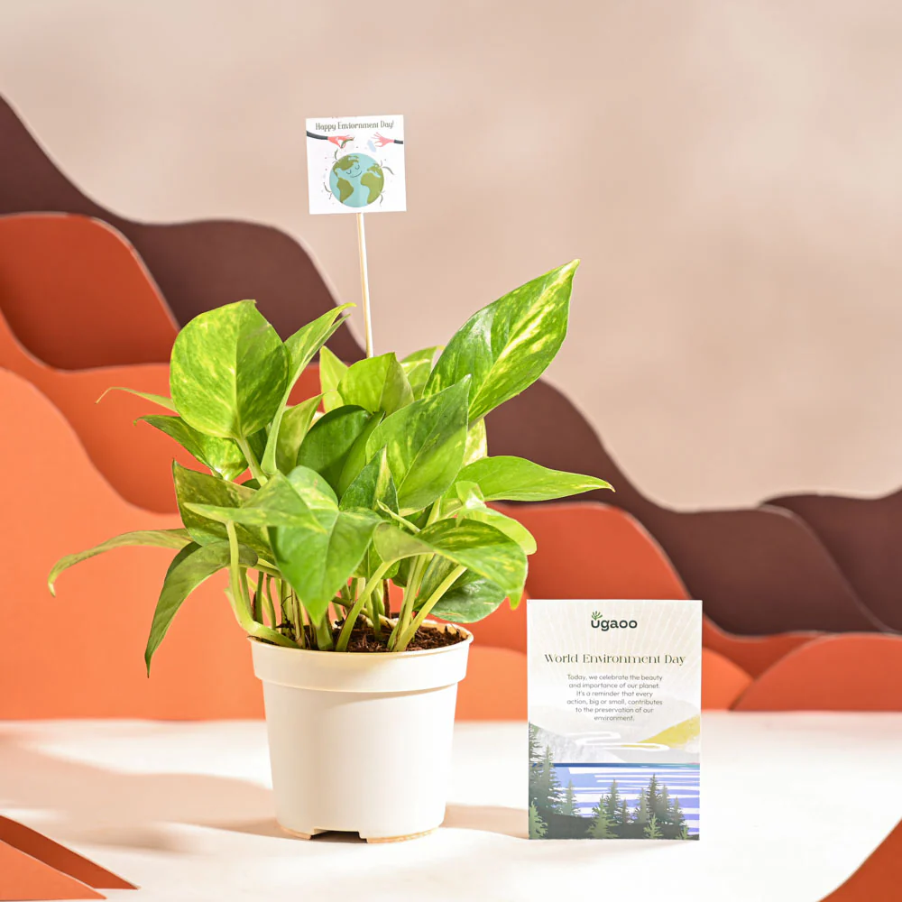Money Plant Variegated For Environment Day Gifting - Image 32