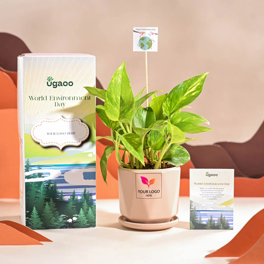 Money Plant Variegated For Environment Day Gifting - Image 55