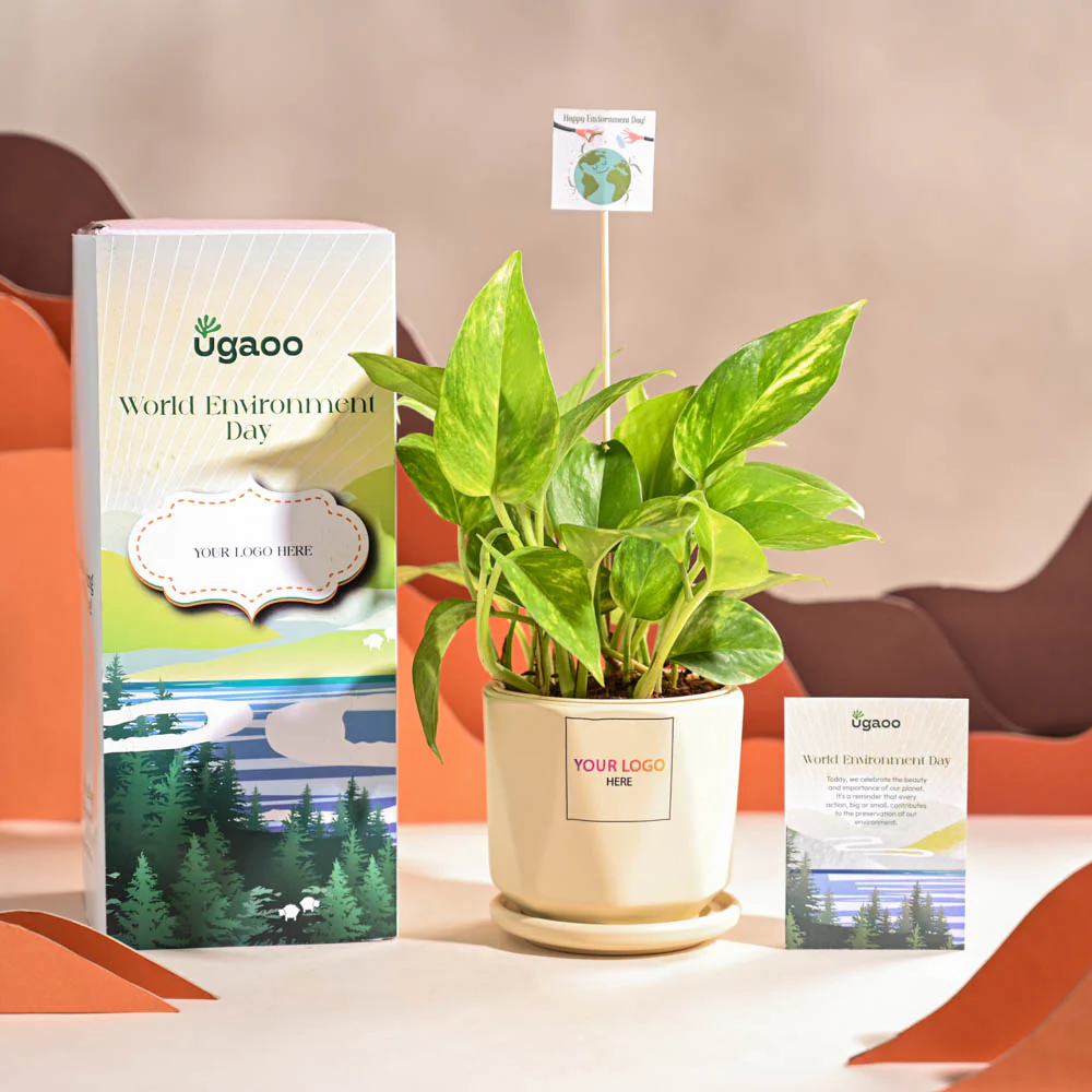 Money Plant Variegated For Environment Day Gifting - Image 61
