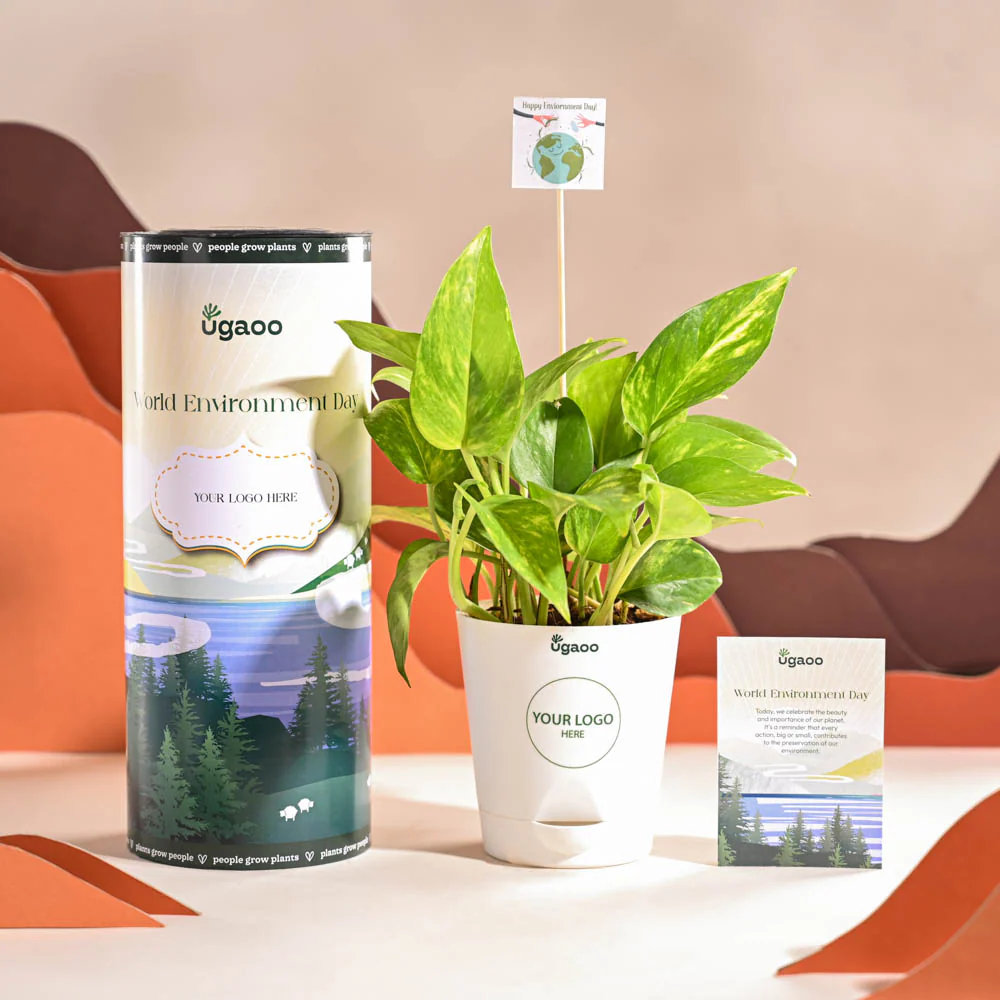 Money Plant Variegated For Environment Day Gifting - Image 8