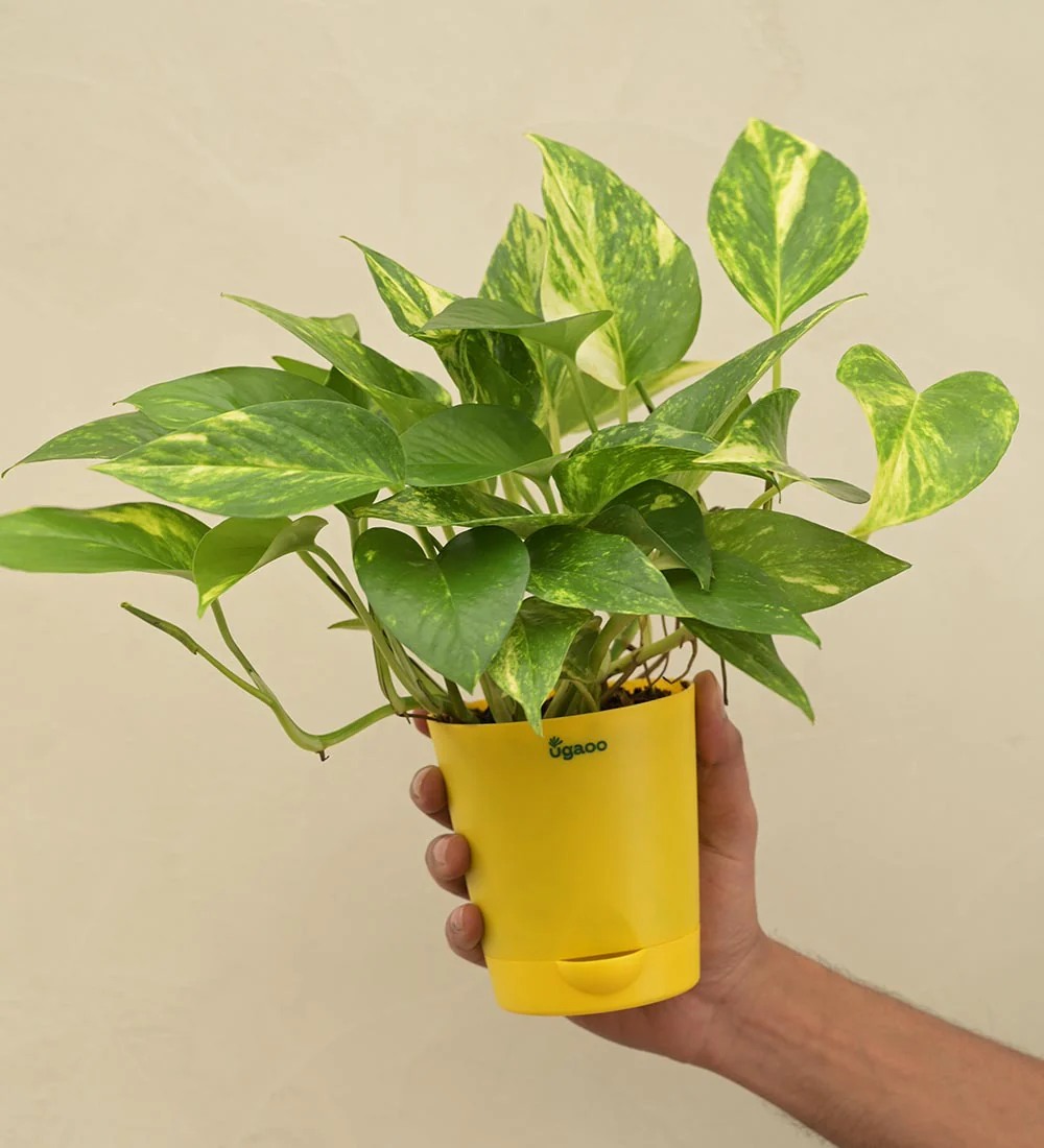Money Plant Variegated Gift Hamper - Image 5