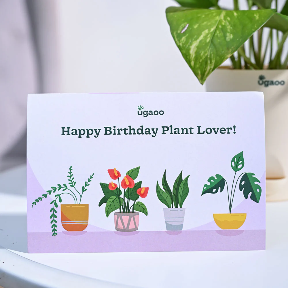 Money Plant Variegated Birthday Gift Hamper - Image 6