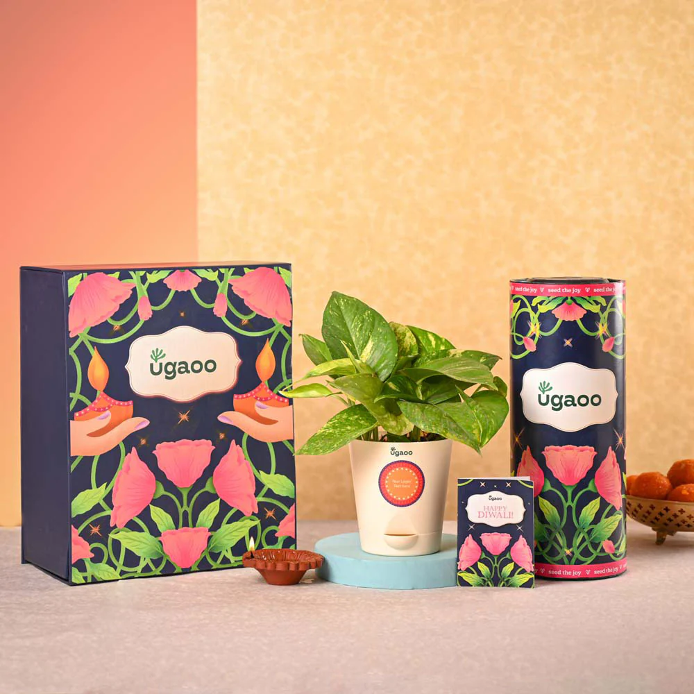 Money Plant Variegated & Phool Diwali Gift Hamper - Image 2