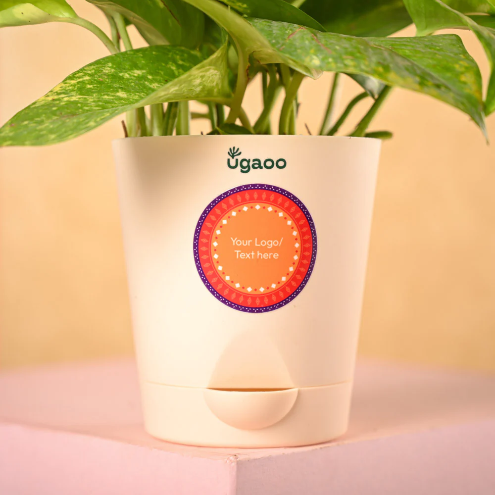 Money Plant Variegated & Phool Diwali Gift Hamper - Image 3