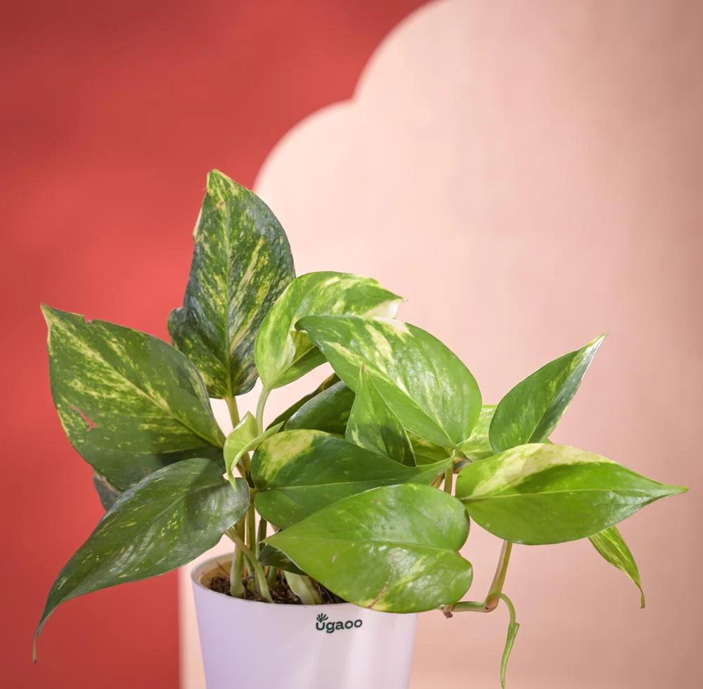 Money Plant Variegated Plant Diwali Gift with Greeting Card - Image 4