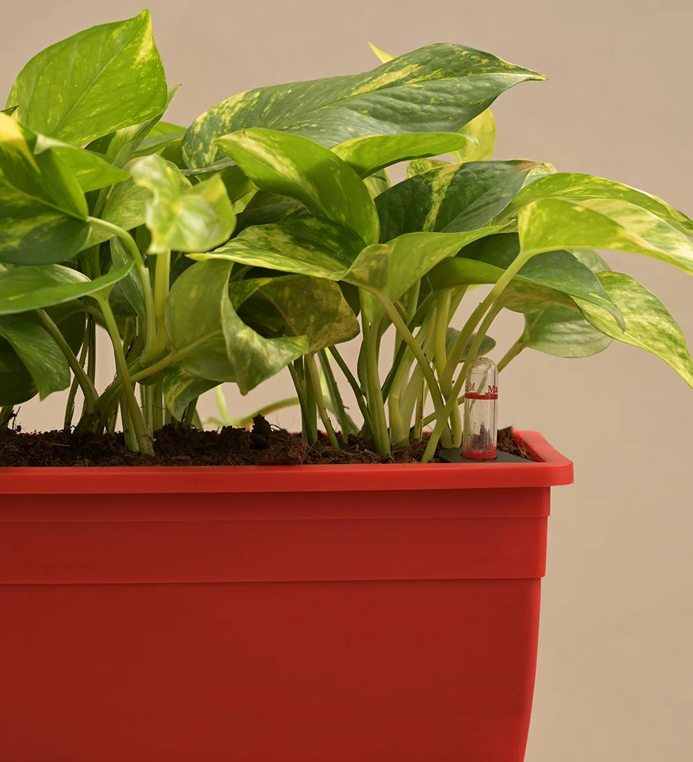 Money Plant Variegated - Set of 2 - Image 3