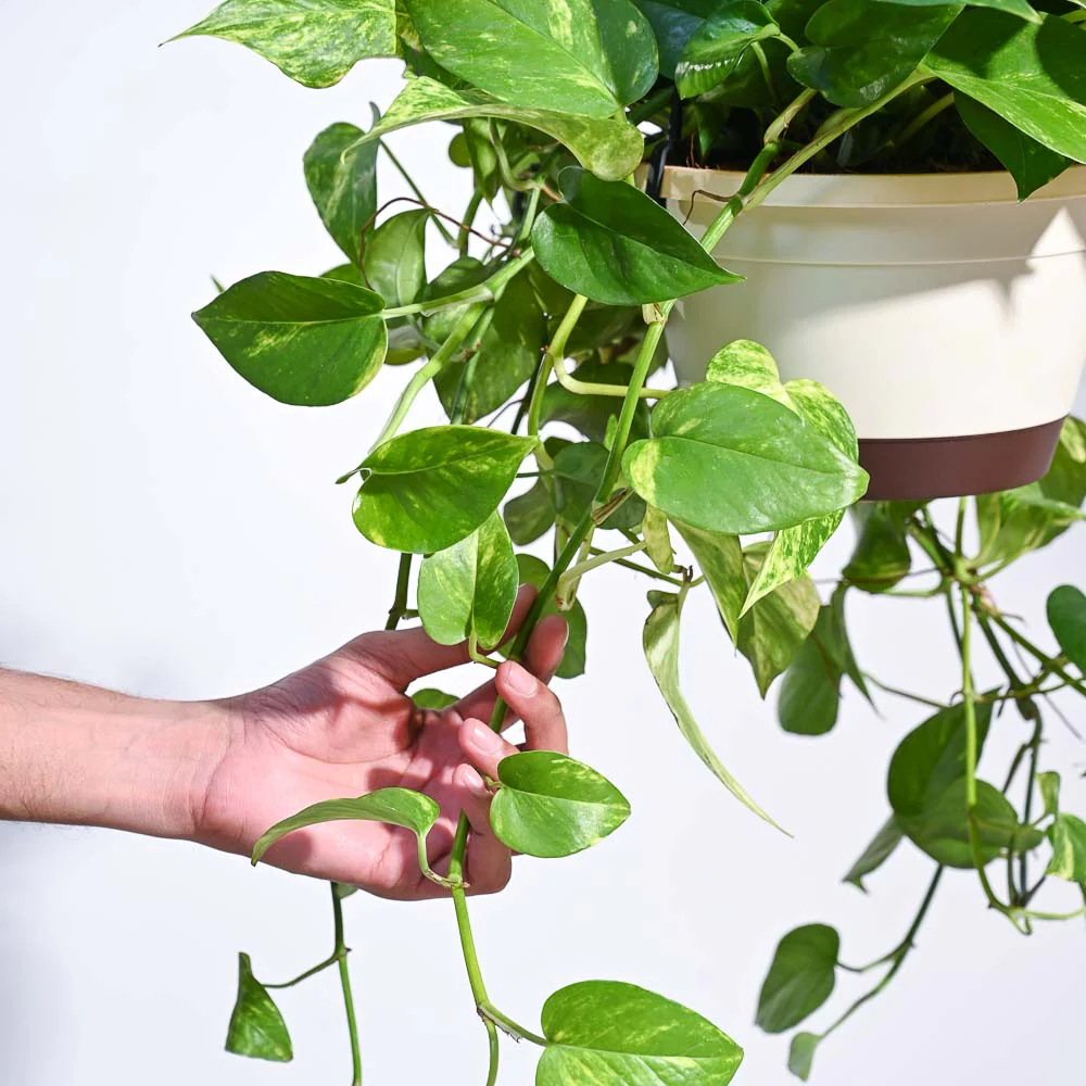 Money Plant Variegated With Hanging Pot - Image 3