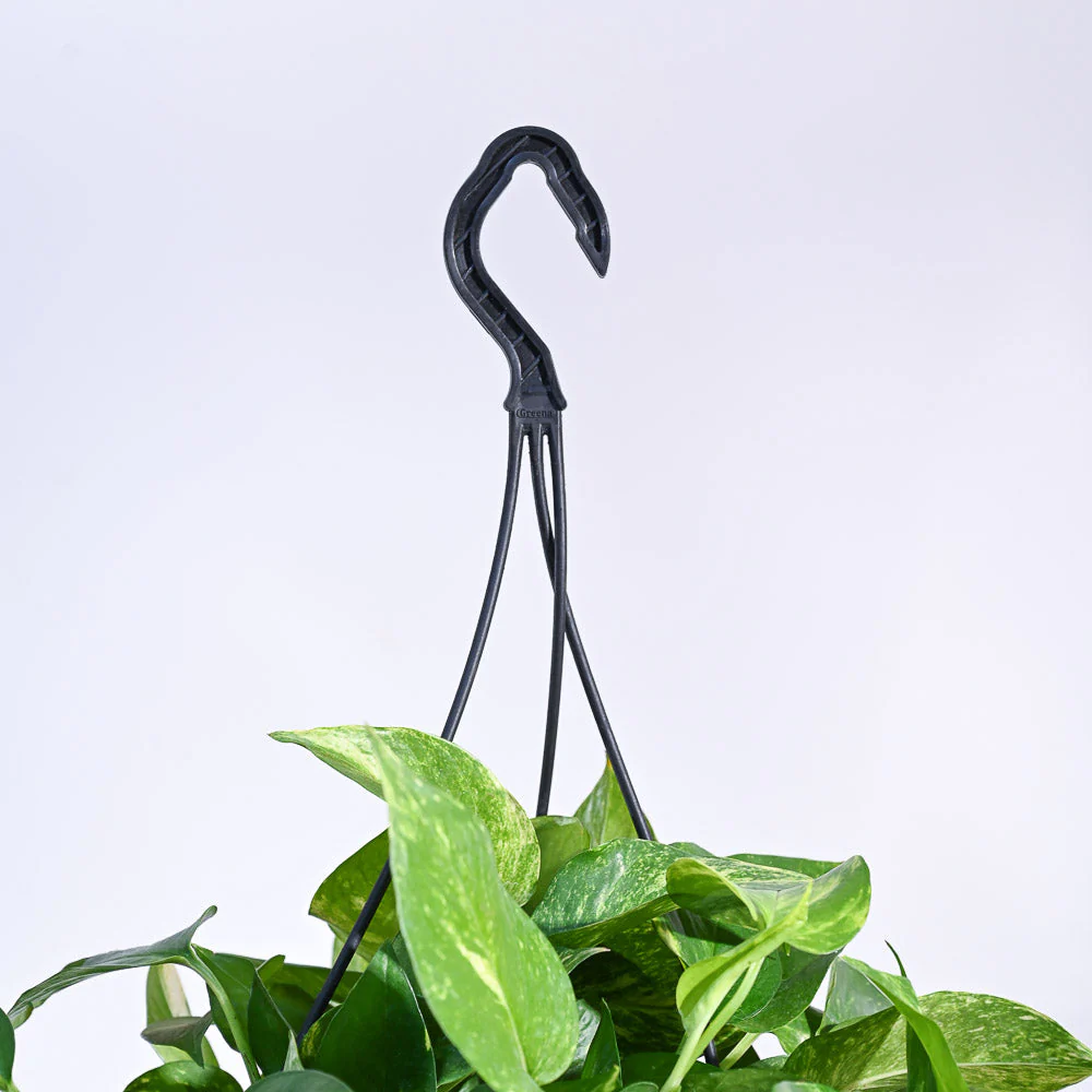 Money Plant Variegated With Hanging Pot - Image 6