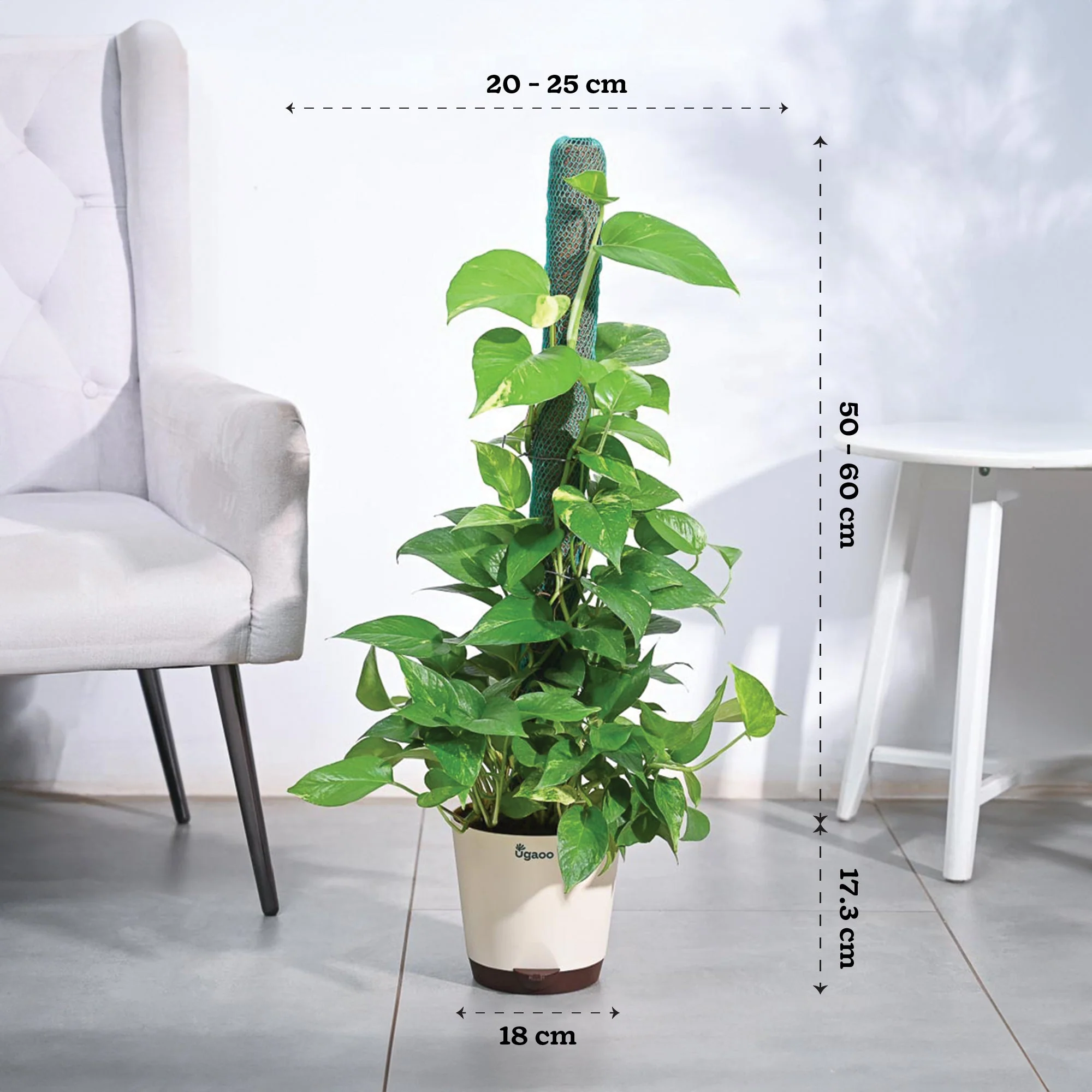 Money Plant Variegated with Moss Stick - Image 2