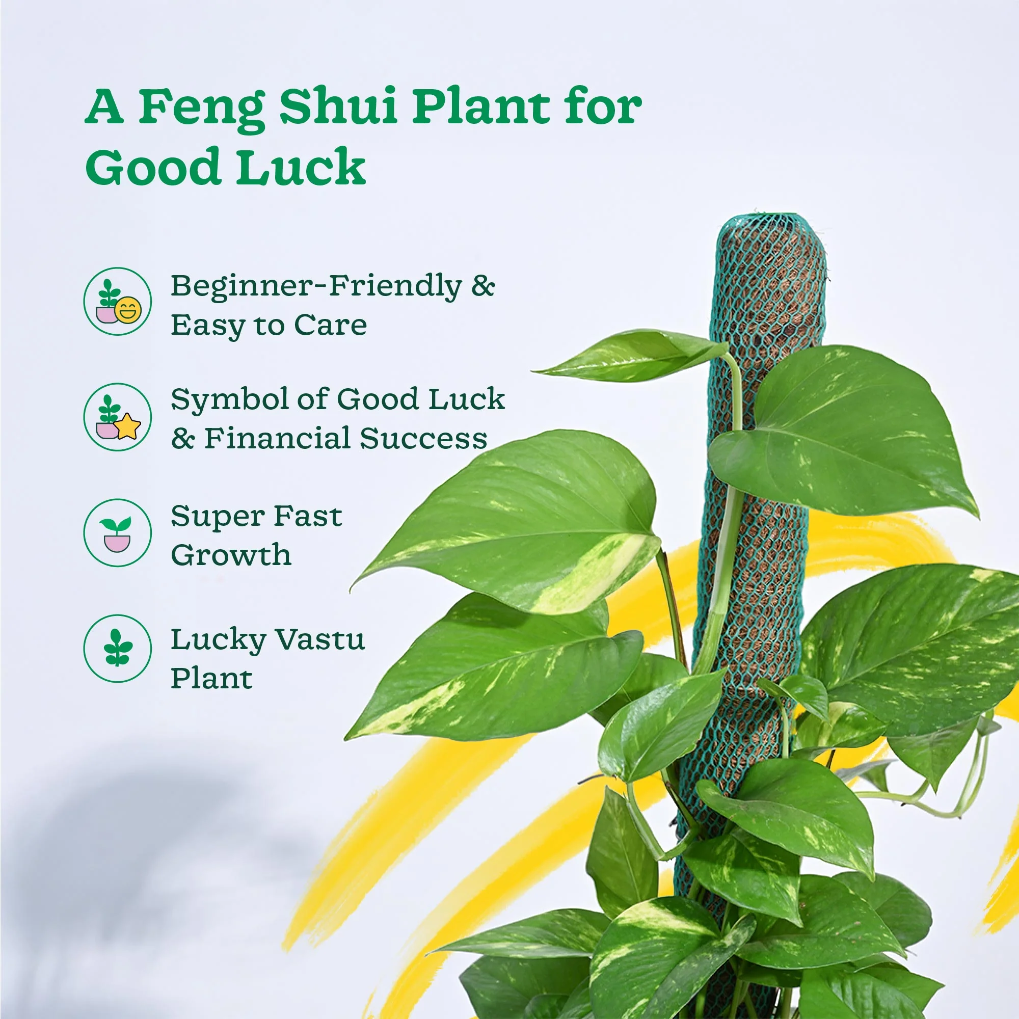Money Plant Variegated with Moss Stick - Image 3