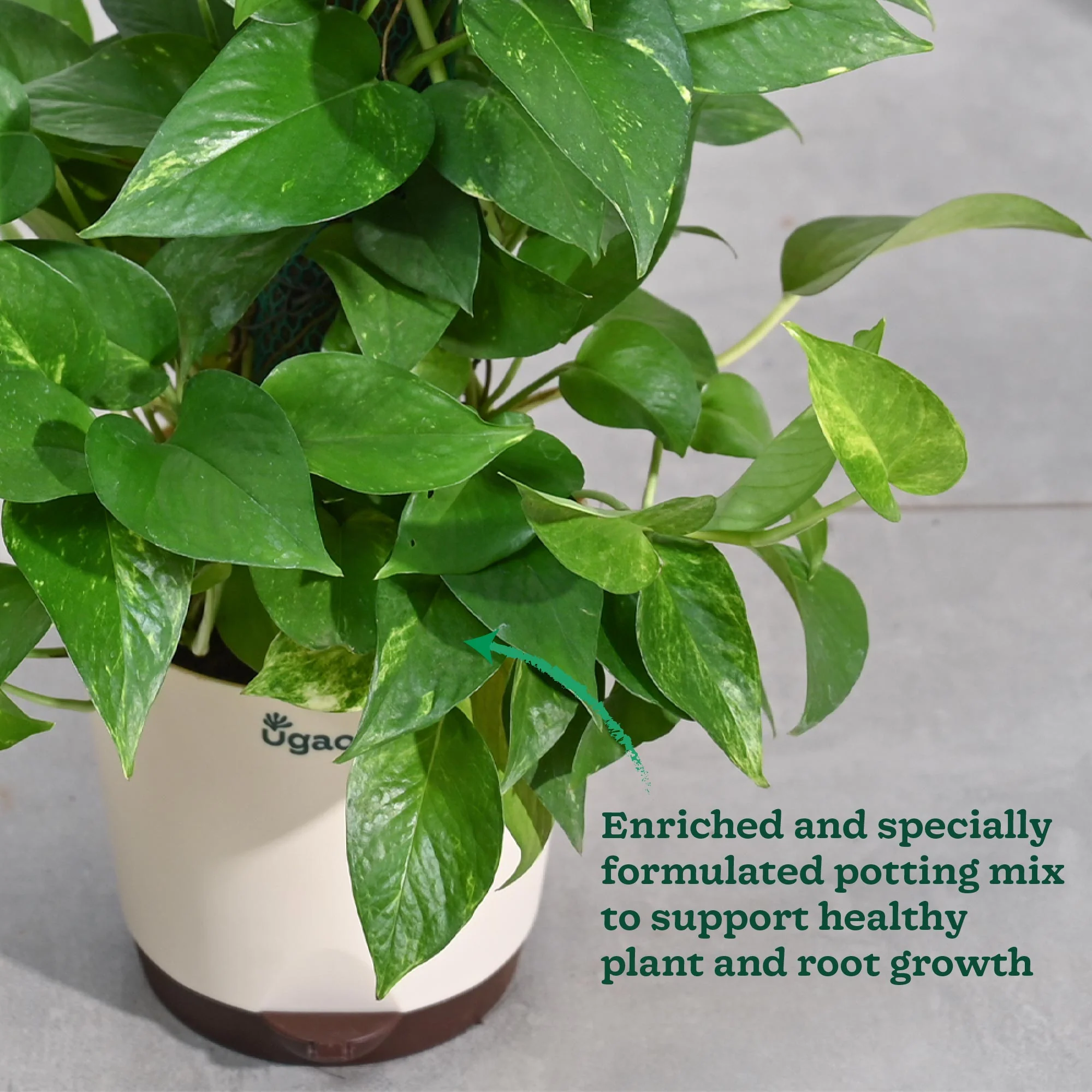Money Plant Variegated with Moss Stick - Image 6