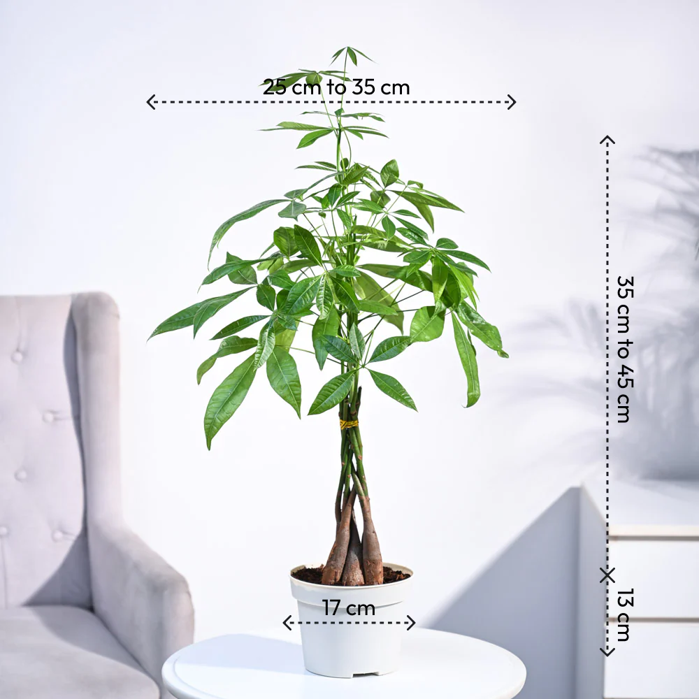 Money Tree - Image 15