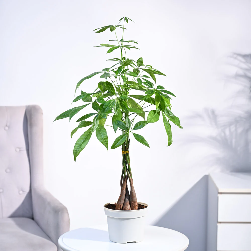 Money Tree - Image 2