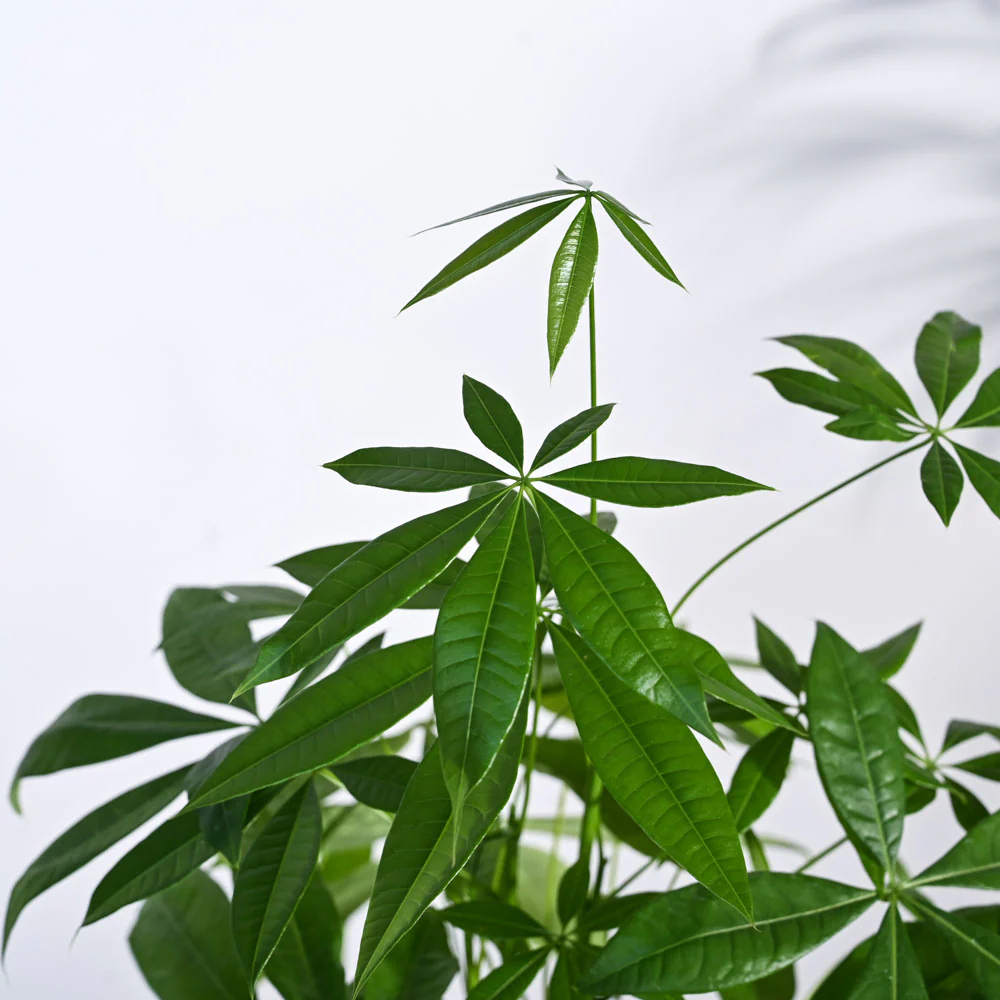 Money Tree - Image 50