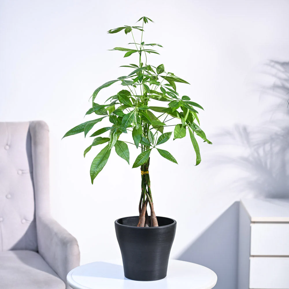 Money Tree - Image 56