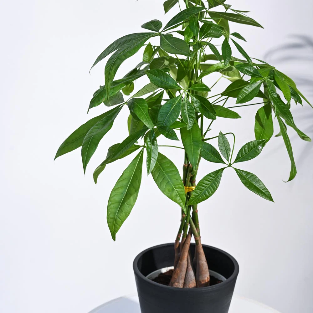 Money Tree - Image 57