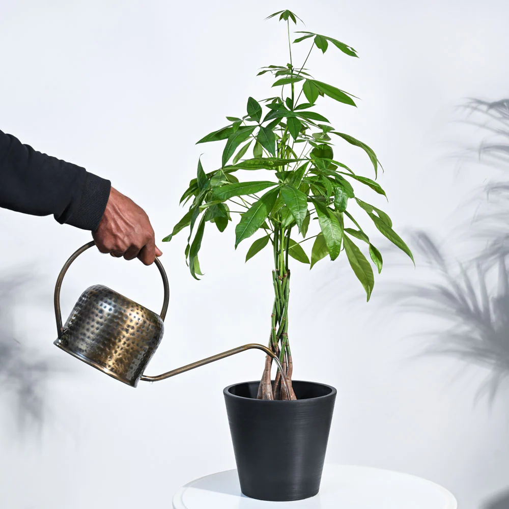 Money Tree - Image 65