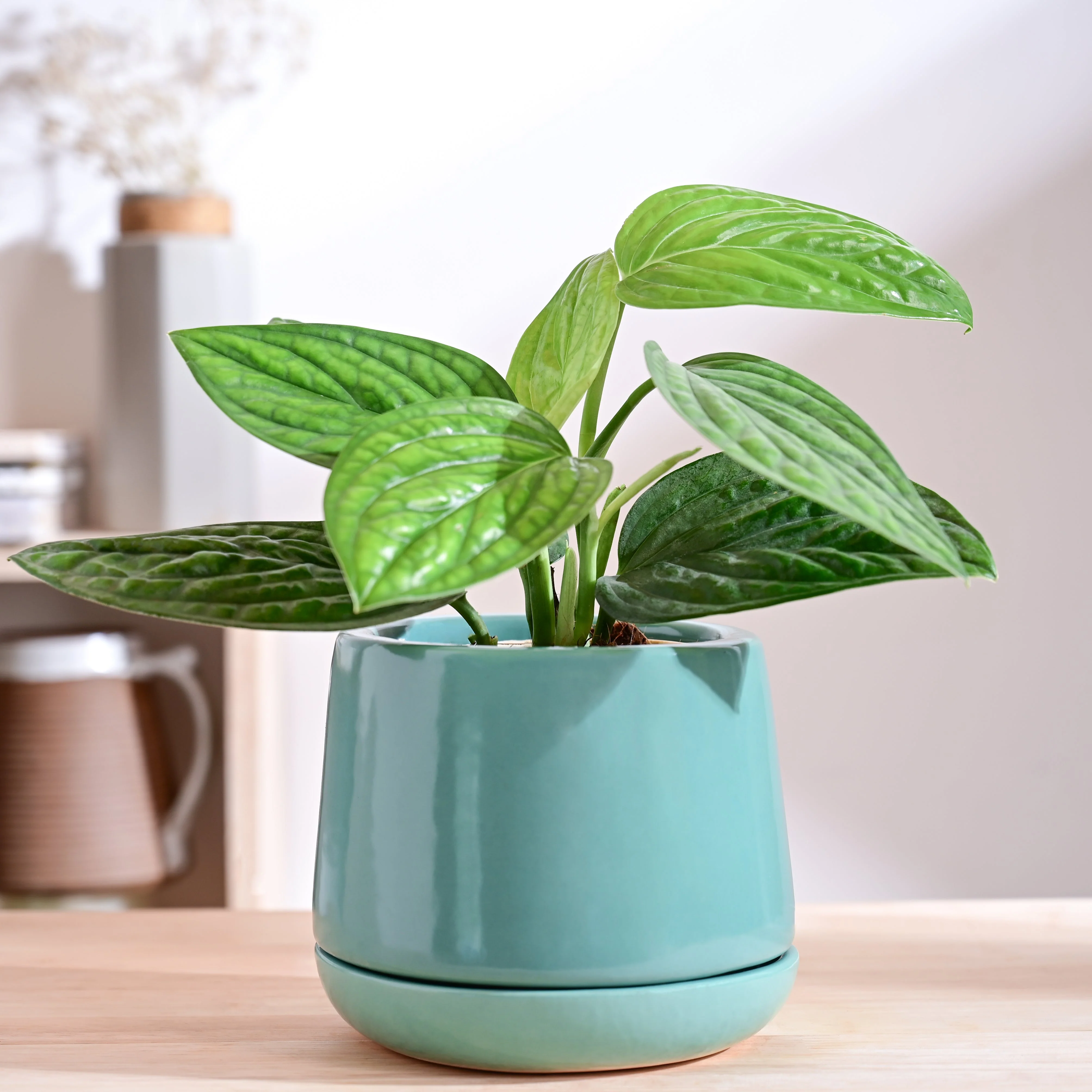Monsoon Medley Ceramic Planter