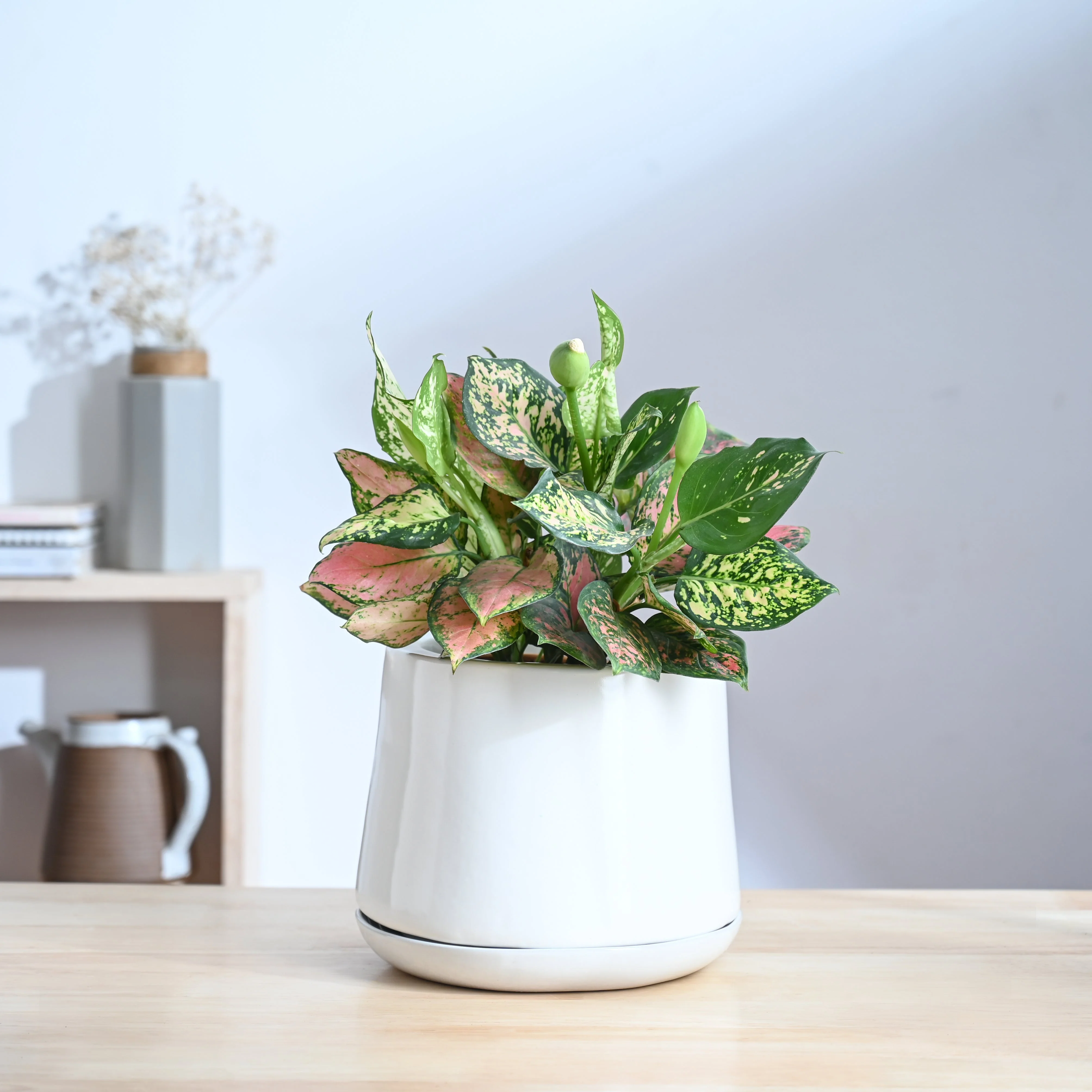 Monsoon Medley Ceramic Planter - Image 25