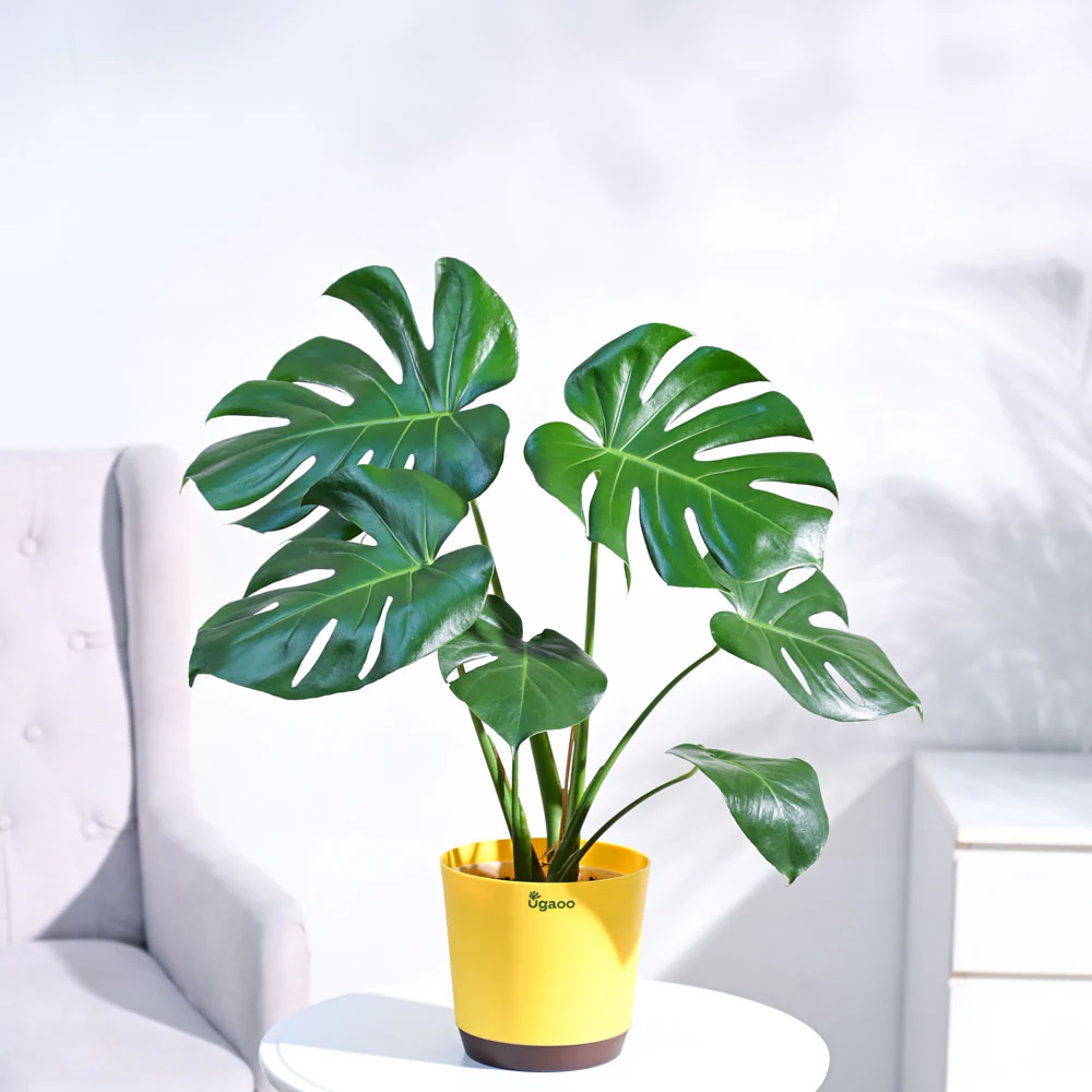 Monstera Deliciosa Plant - Image 11