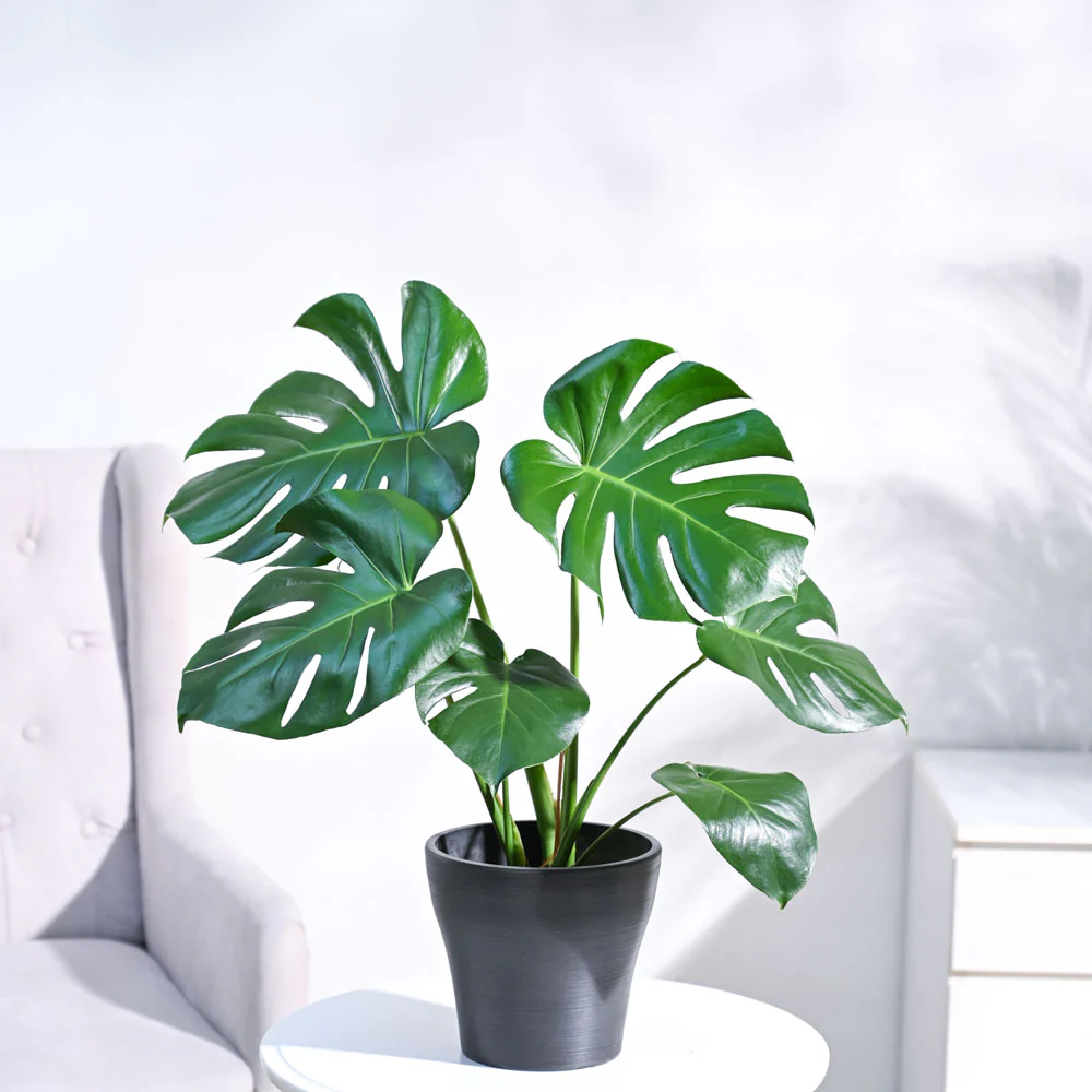 Monstera Deliciosa Plant - Image 12
