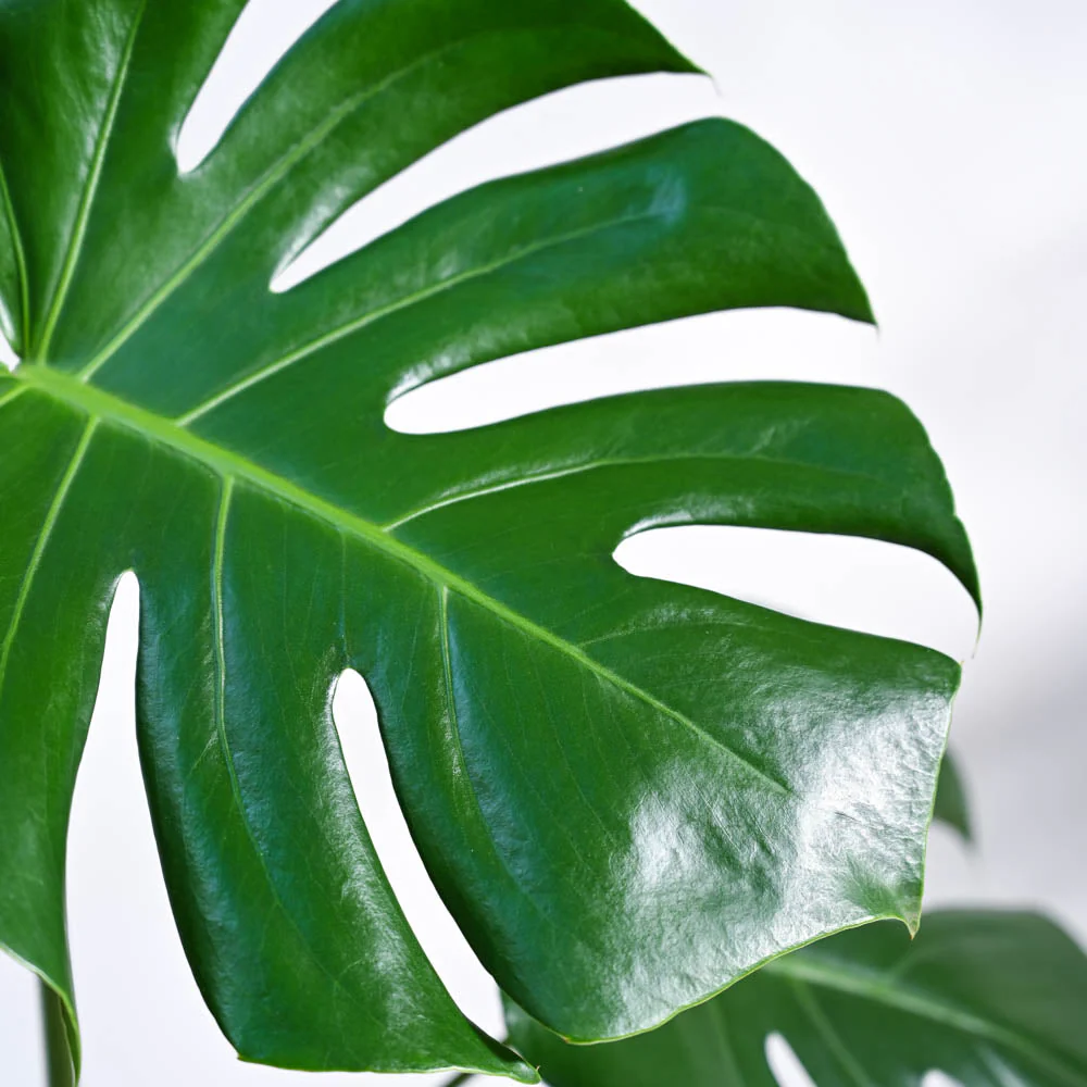 Monstera Deliciosa Plant - Image 15