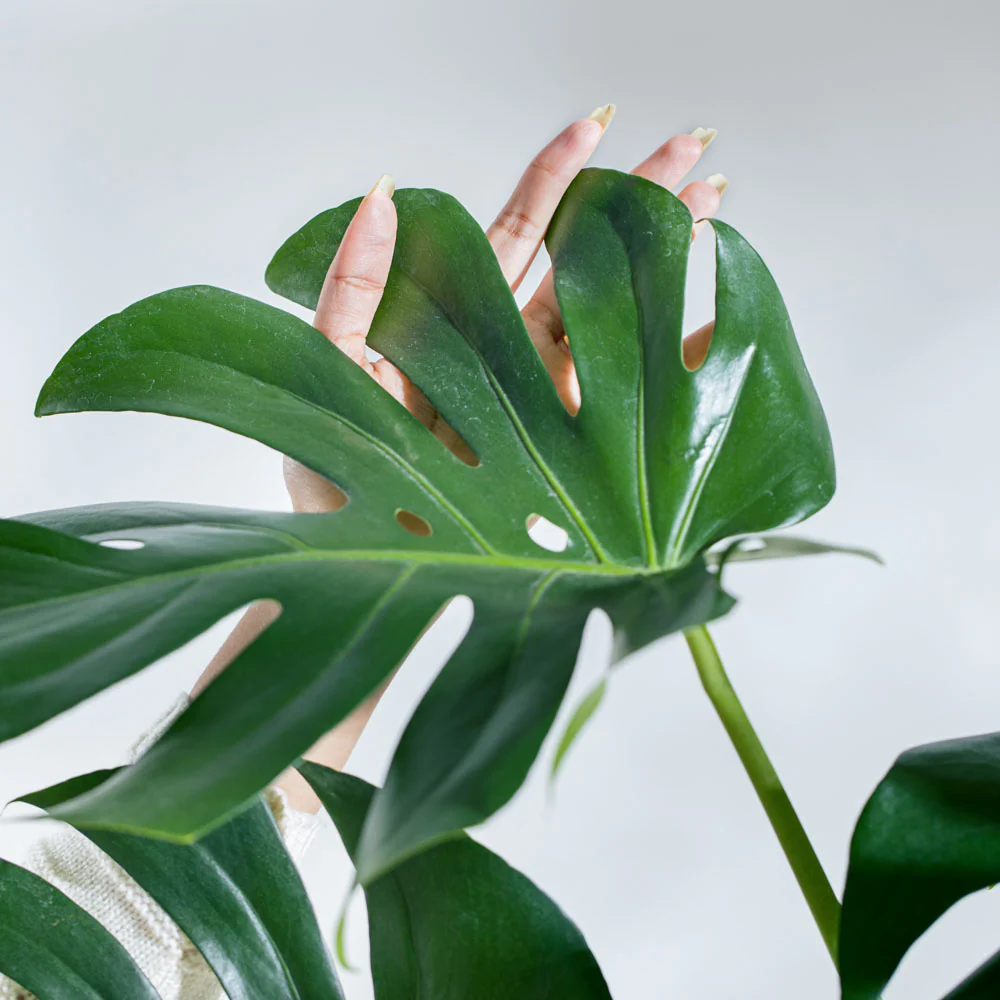 Monstera Deliciosa Plant - Image 18