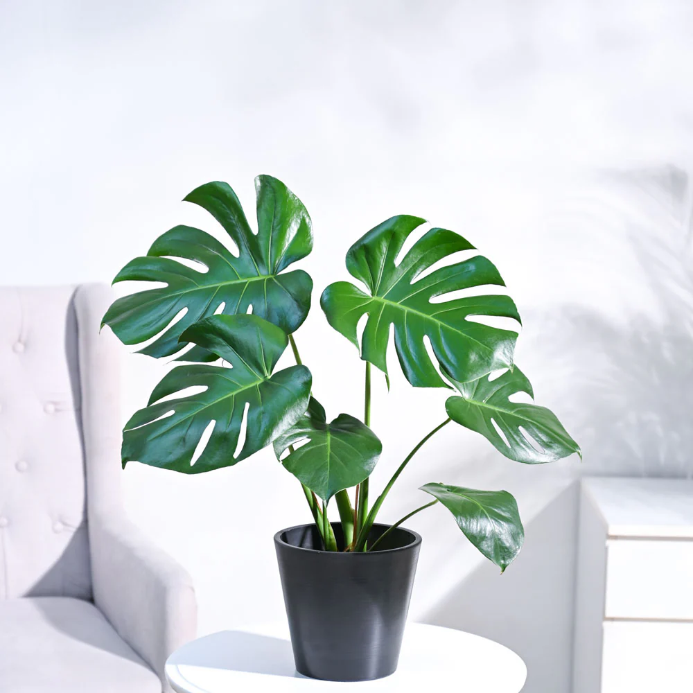 Monstera Deliciosa Plant - Image 19