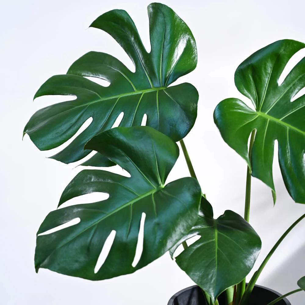 Monstera Deliciosa Plant - Image 26