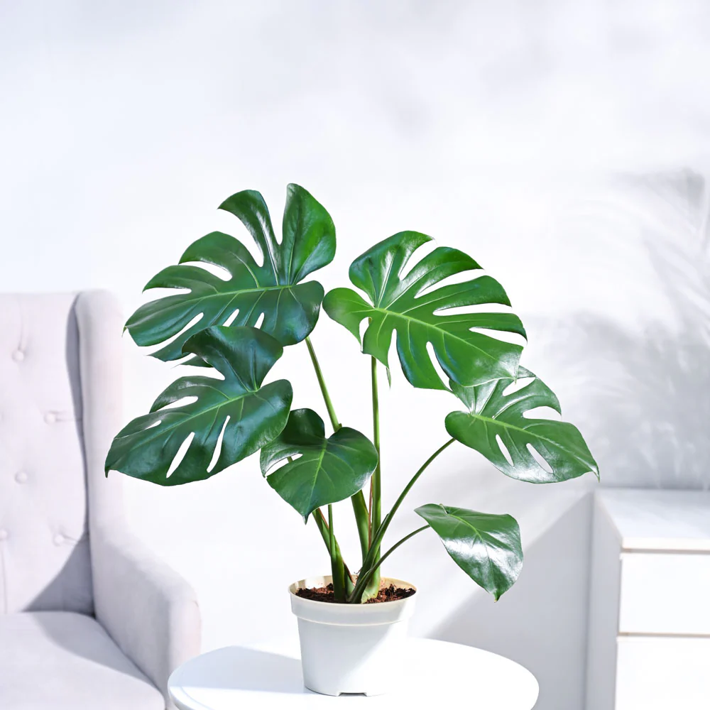 Monstera Deliciosa Plant - Image 3
