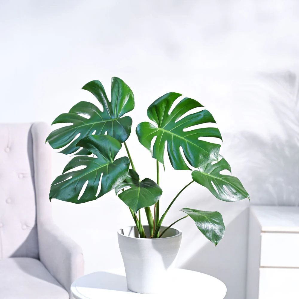 Monstera Deliciosa Plant - Image 32