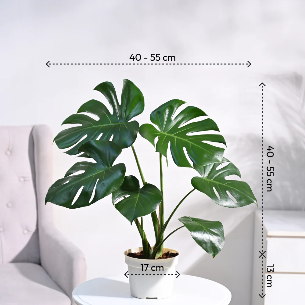 Monstera Deliciosa Plant - Image 4