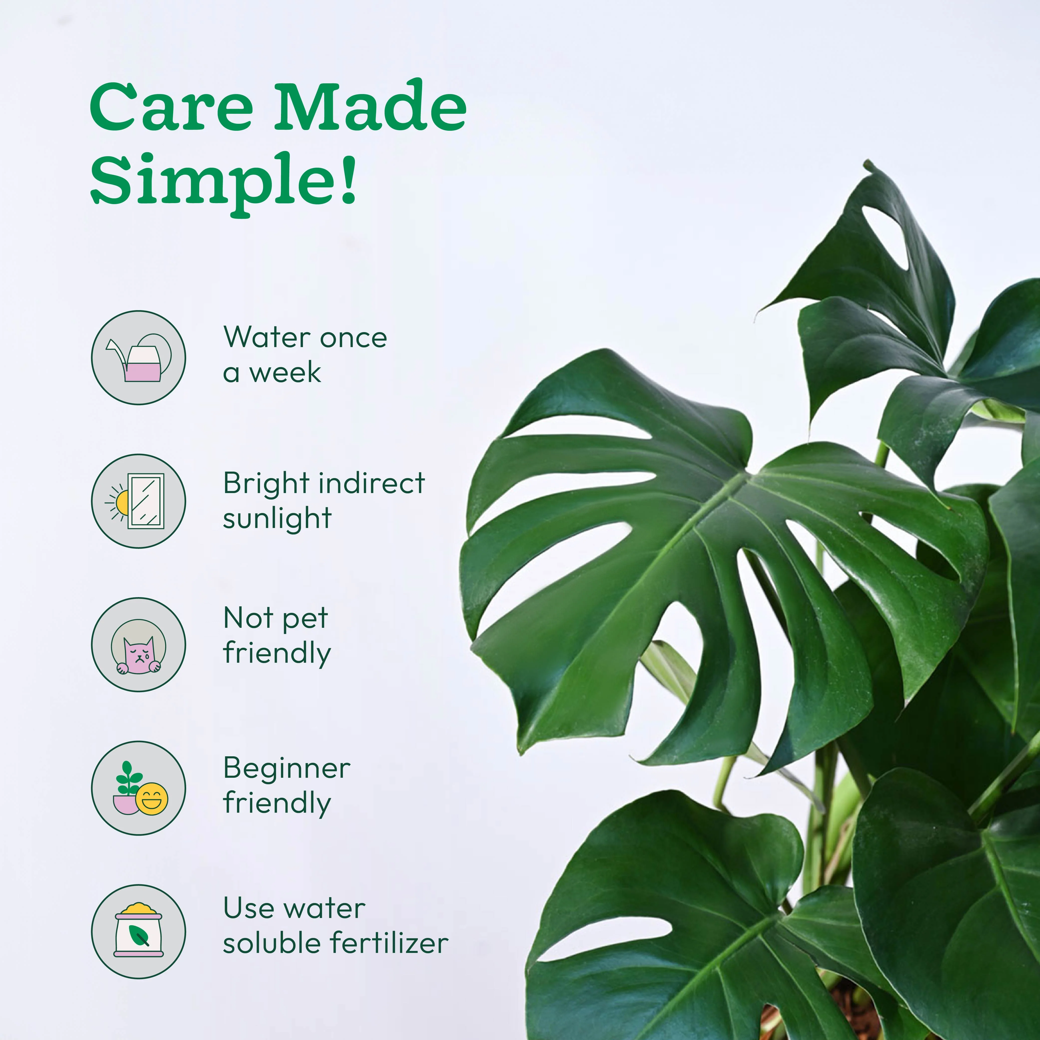 Monstera Deliciosa Plant - Image 48