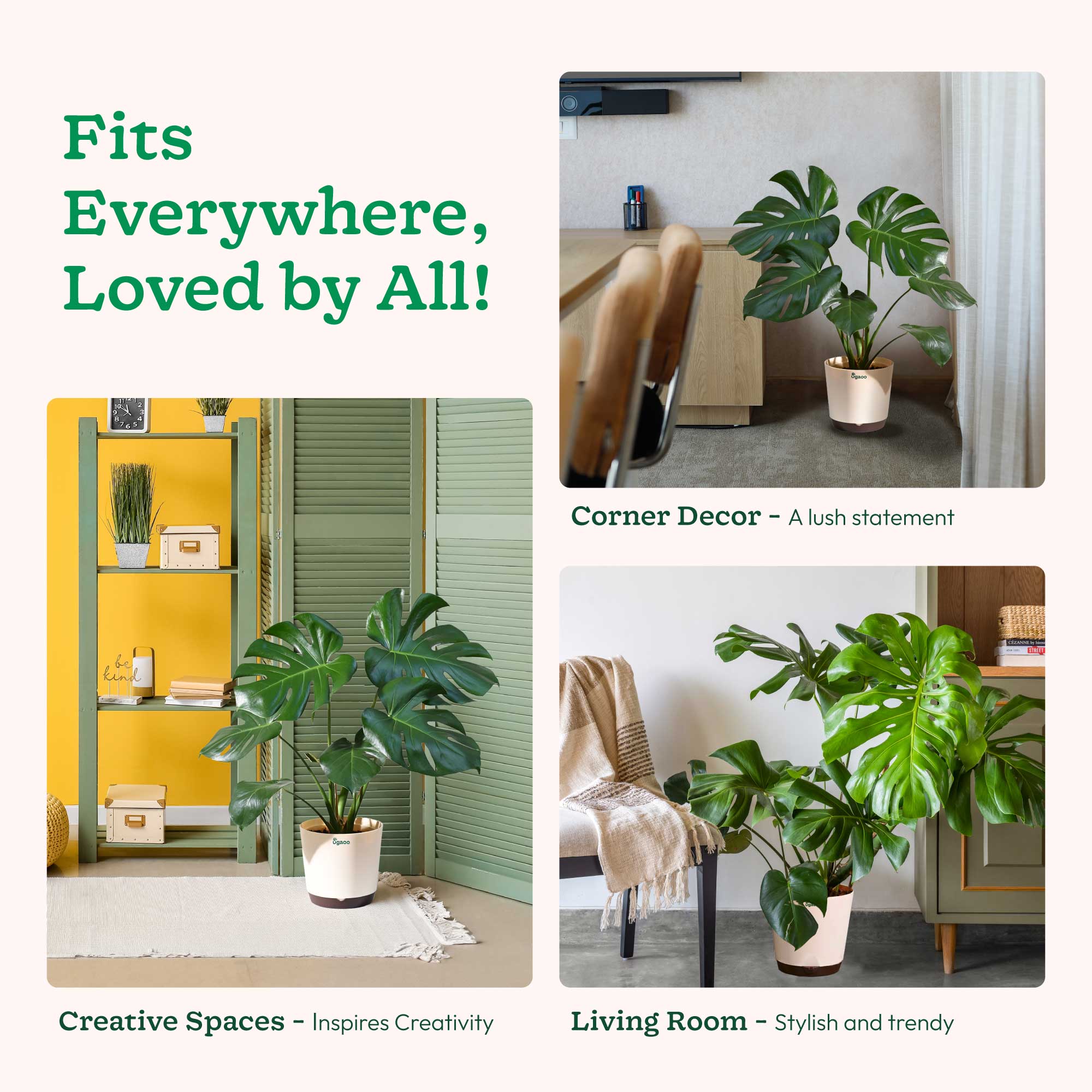 Monstera Deliciosa Plant - Image 50